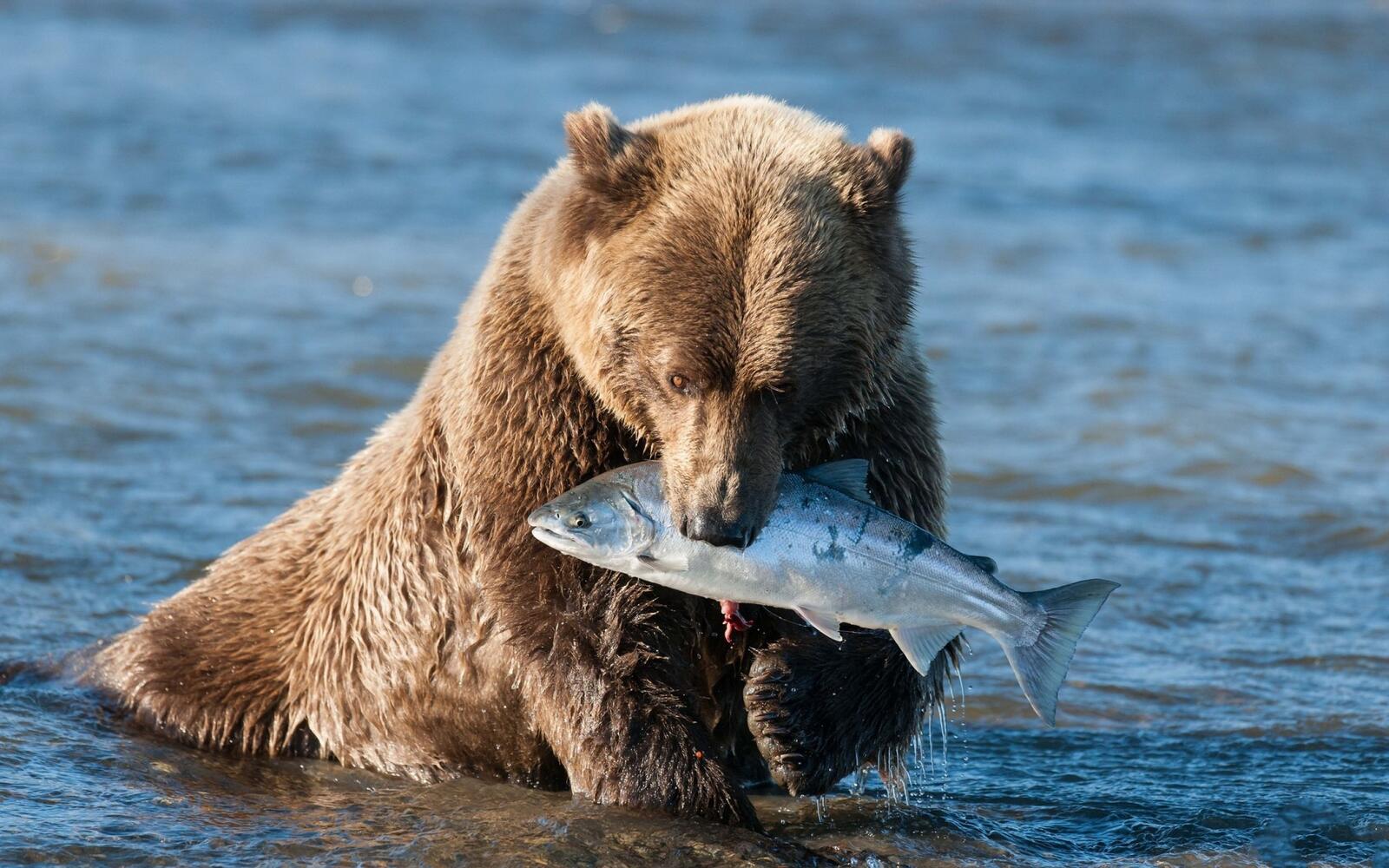 Обои медведь река рыба на рабочий стол
