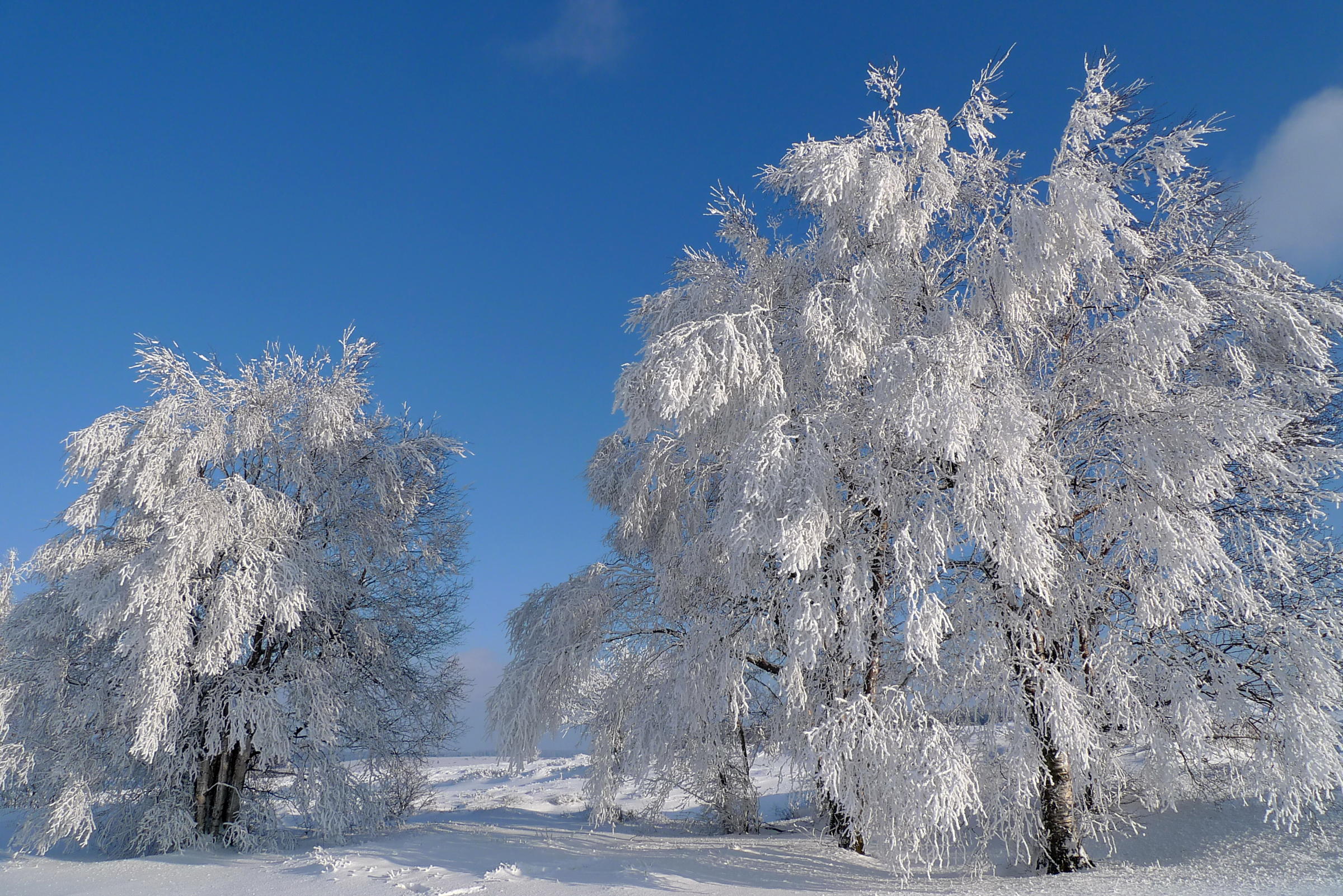 Фото бесплатно ветки в снегу, снег на ветках, пейзаж