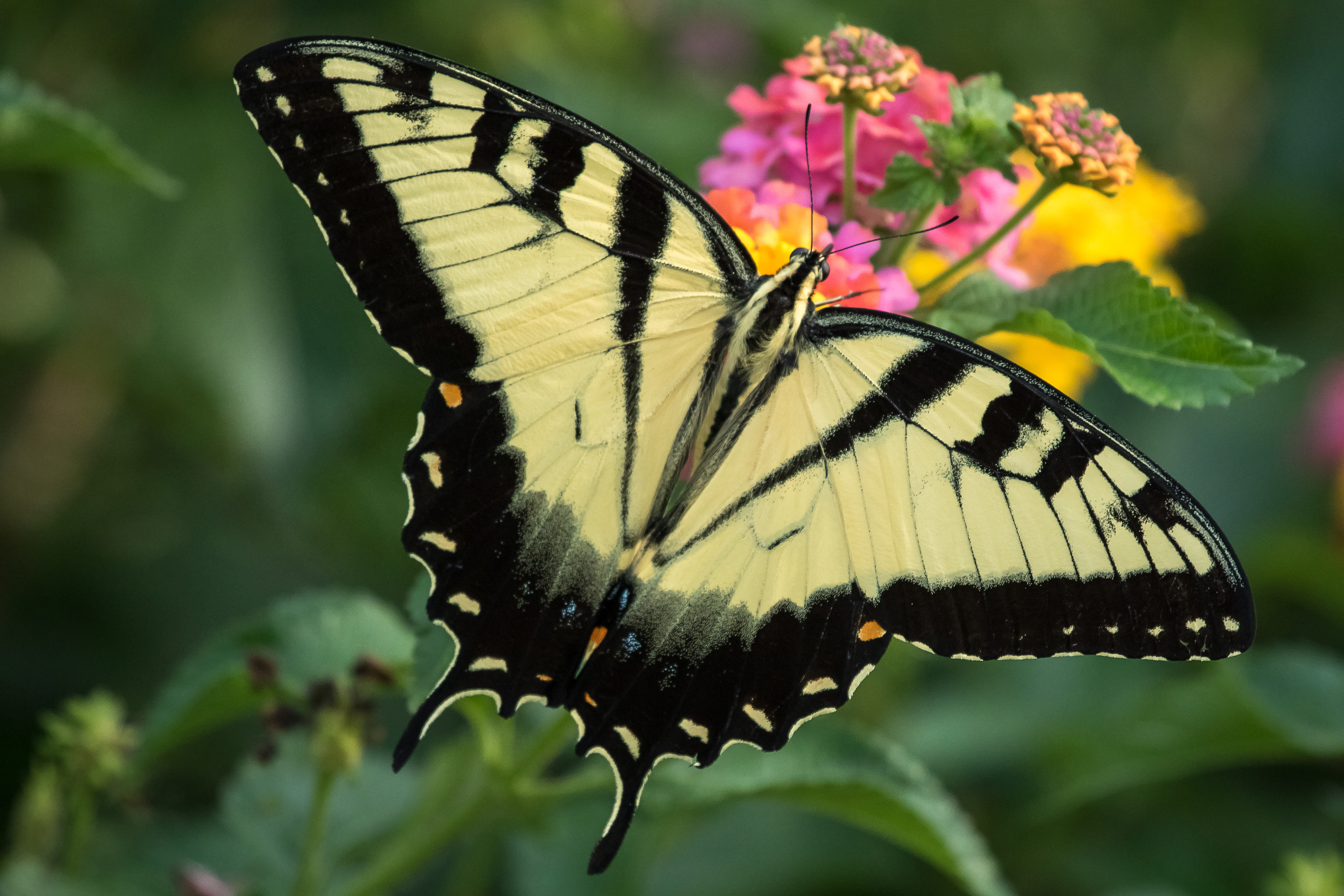 Обои бабочка крупным планом крылья бабочки на рабочий стол