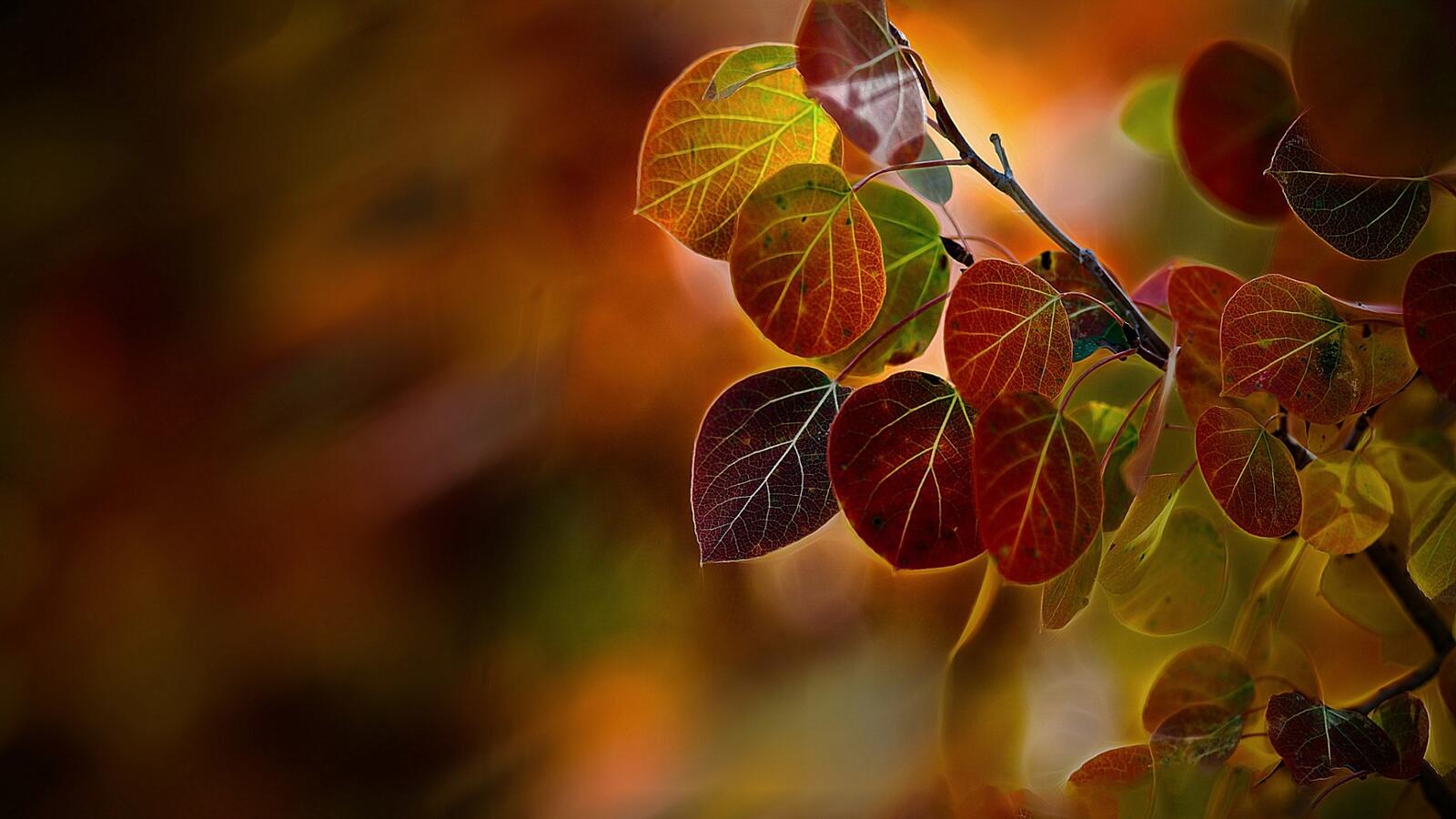Обои листья осень разноцветные на рабочий стол