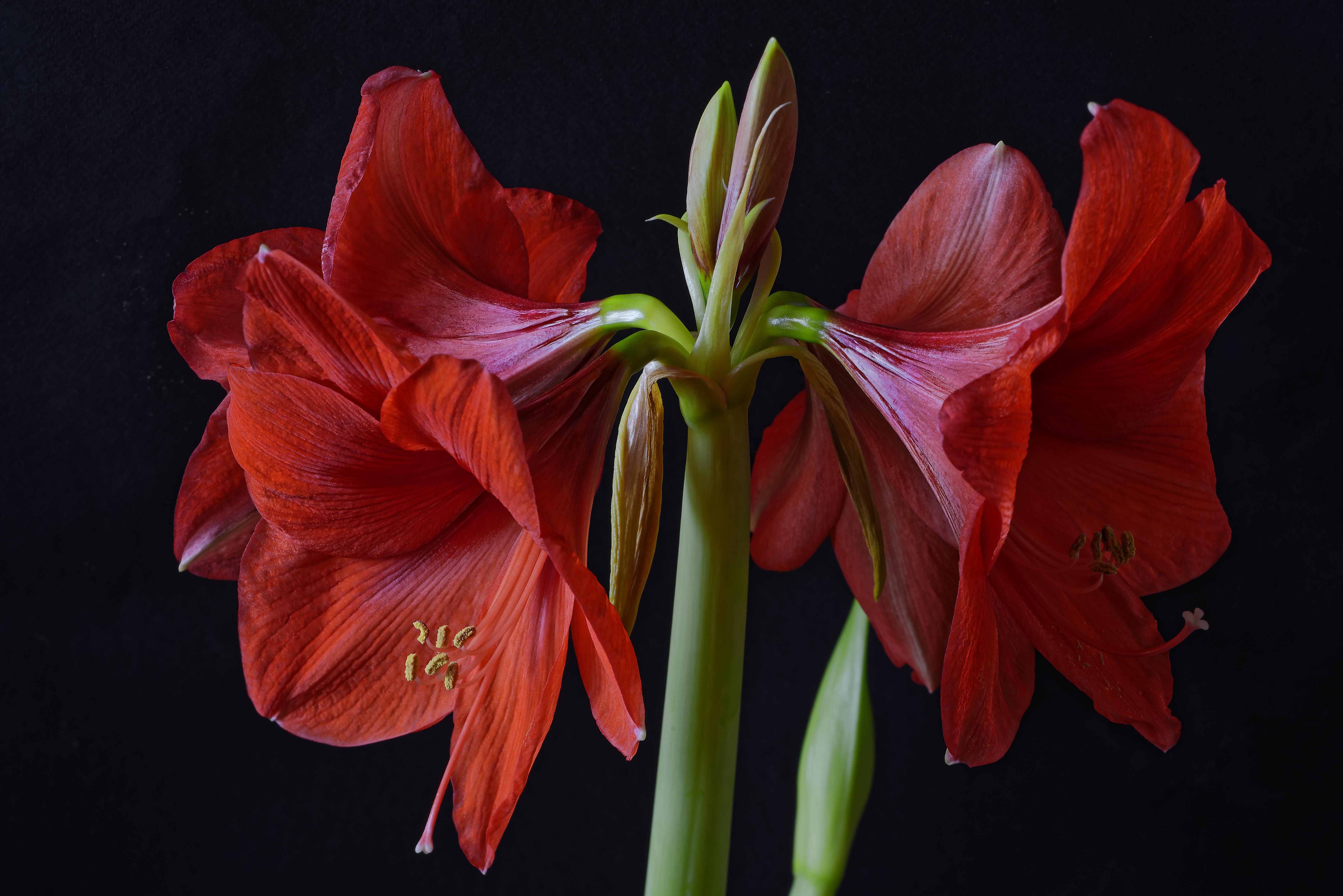 Обои красные цветы флора цветок на рабочий стол
