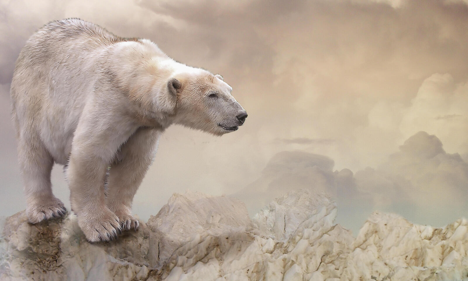 Обои белый медведь полярный медведь арт на рабочий стол