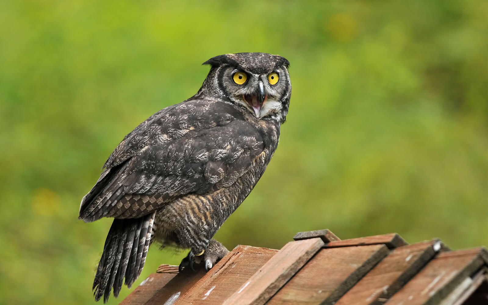 Wallpapers killing eagle owl beak on the desktop