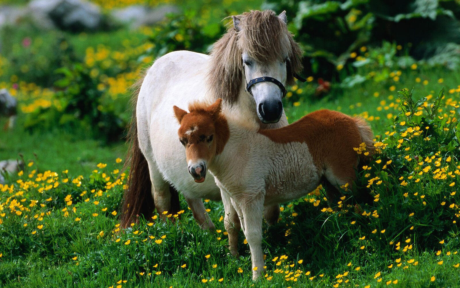 Wallpapers pony horse foal on the desktop