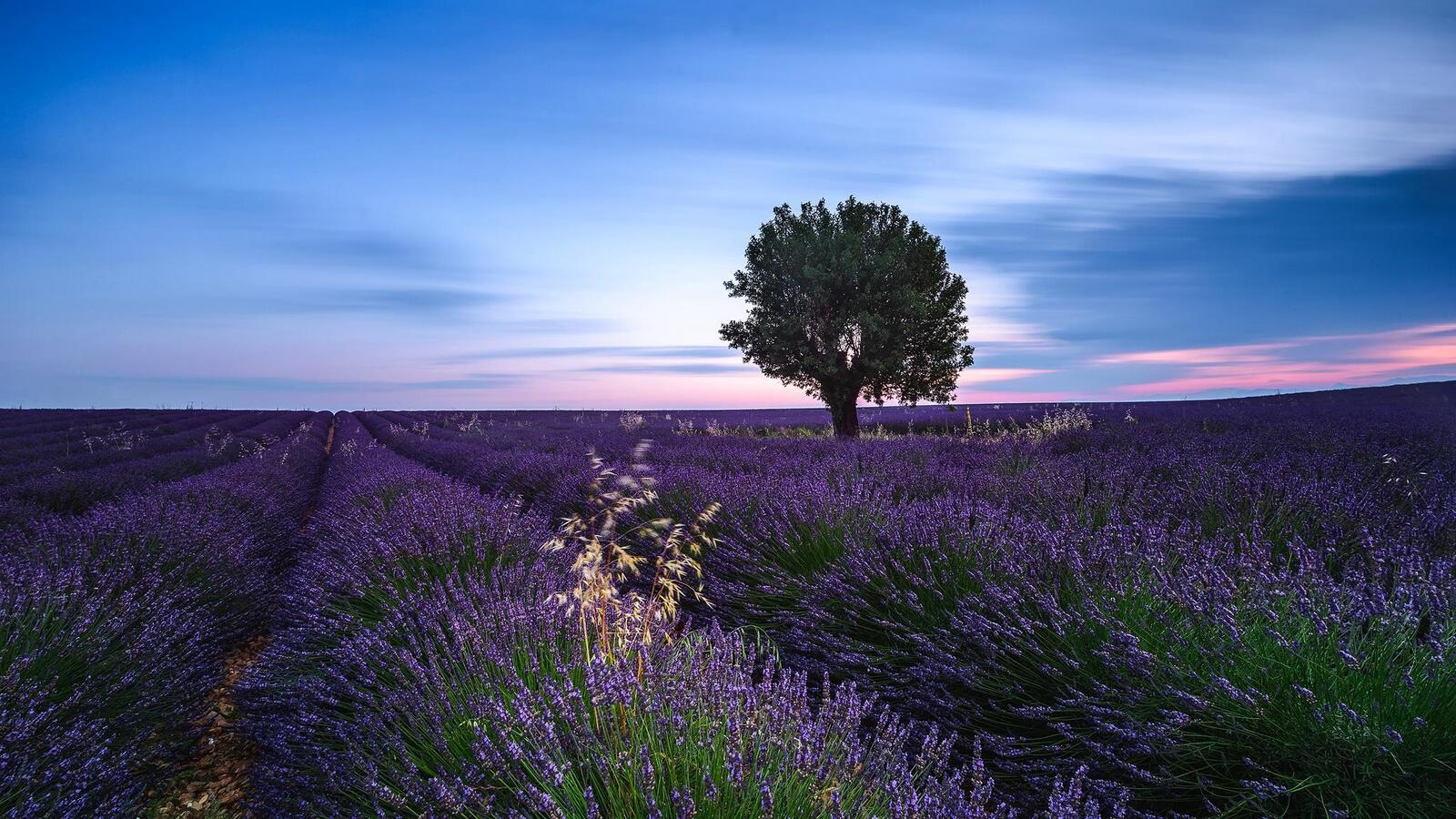 Wallpapers landscapes evening lavender on the desktop
