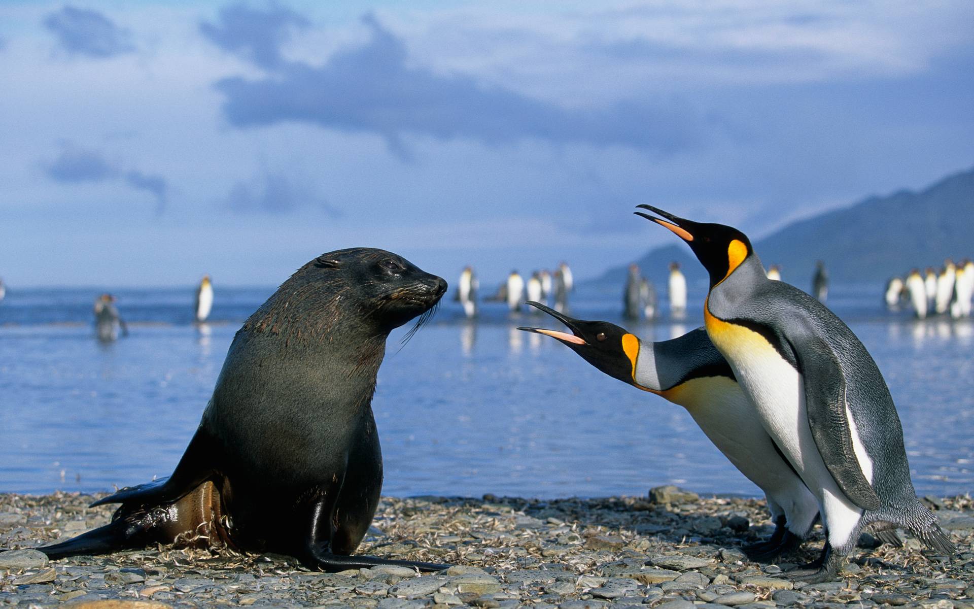 Photo free fur seal, black, snout
