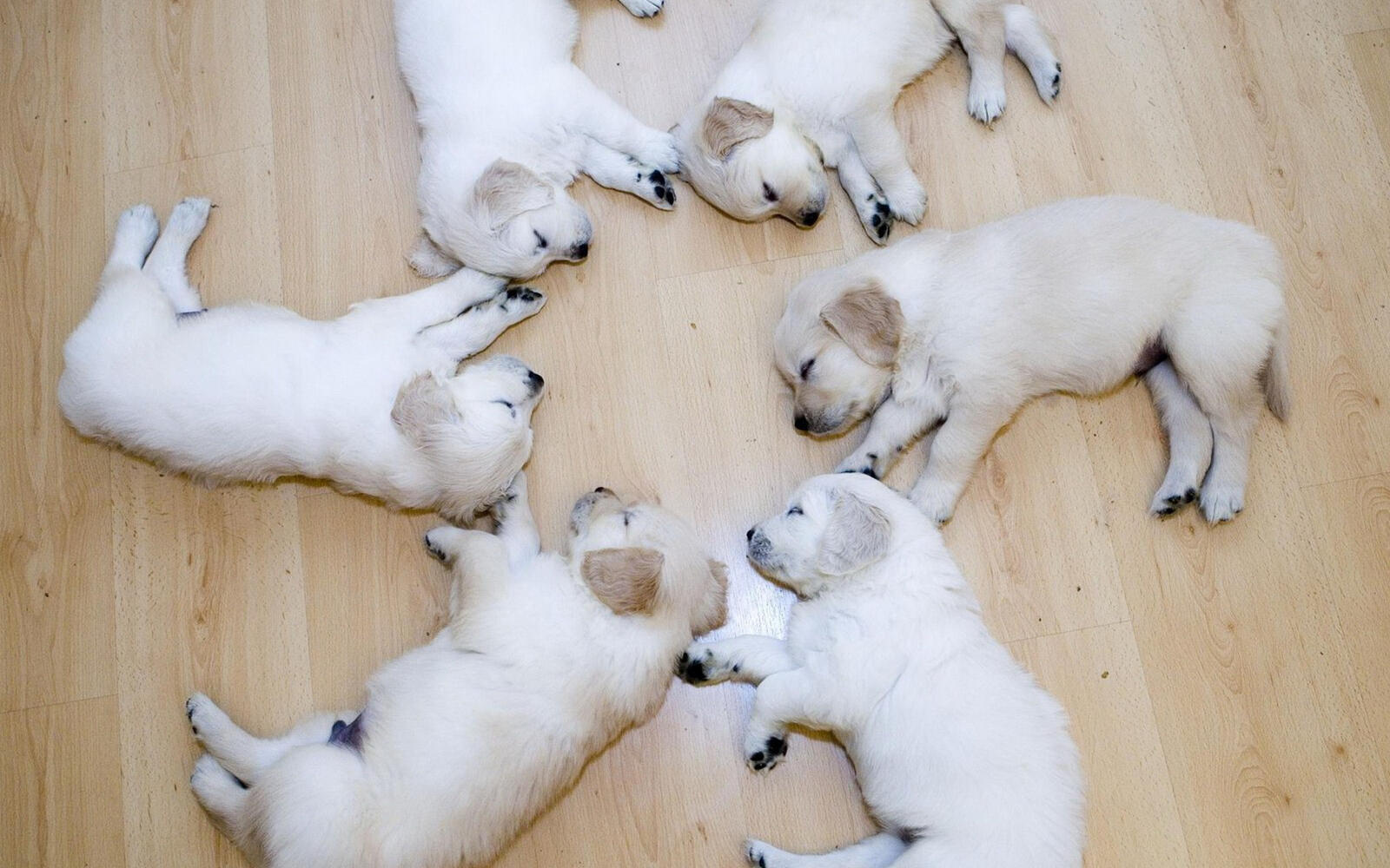 Wallpapers puppies sleep snouts on the desktop
