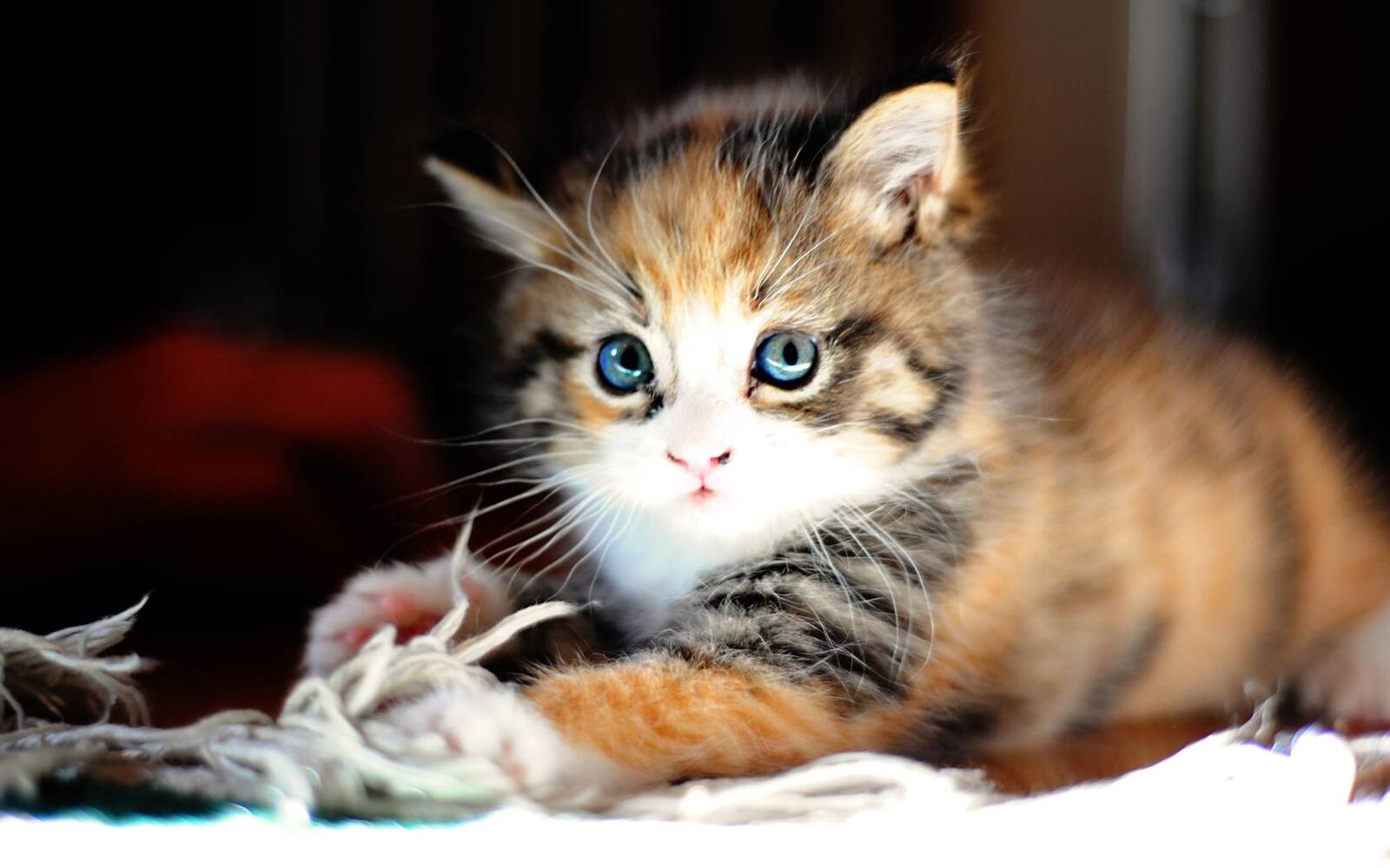 Wallpapers fluffy kitten cute eyes on the desktop