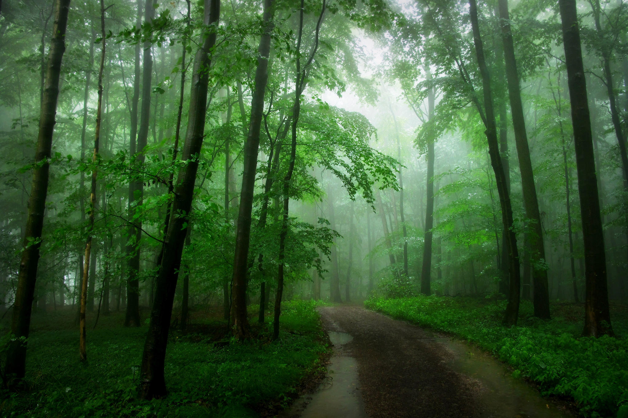 Фото лес пейзажи зелень - бесплатные картинки на Fonwall