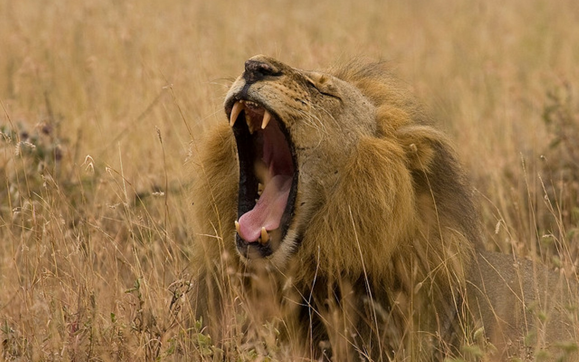 Wallpapers lion muzzle mouth on the desktop