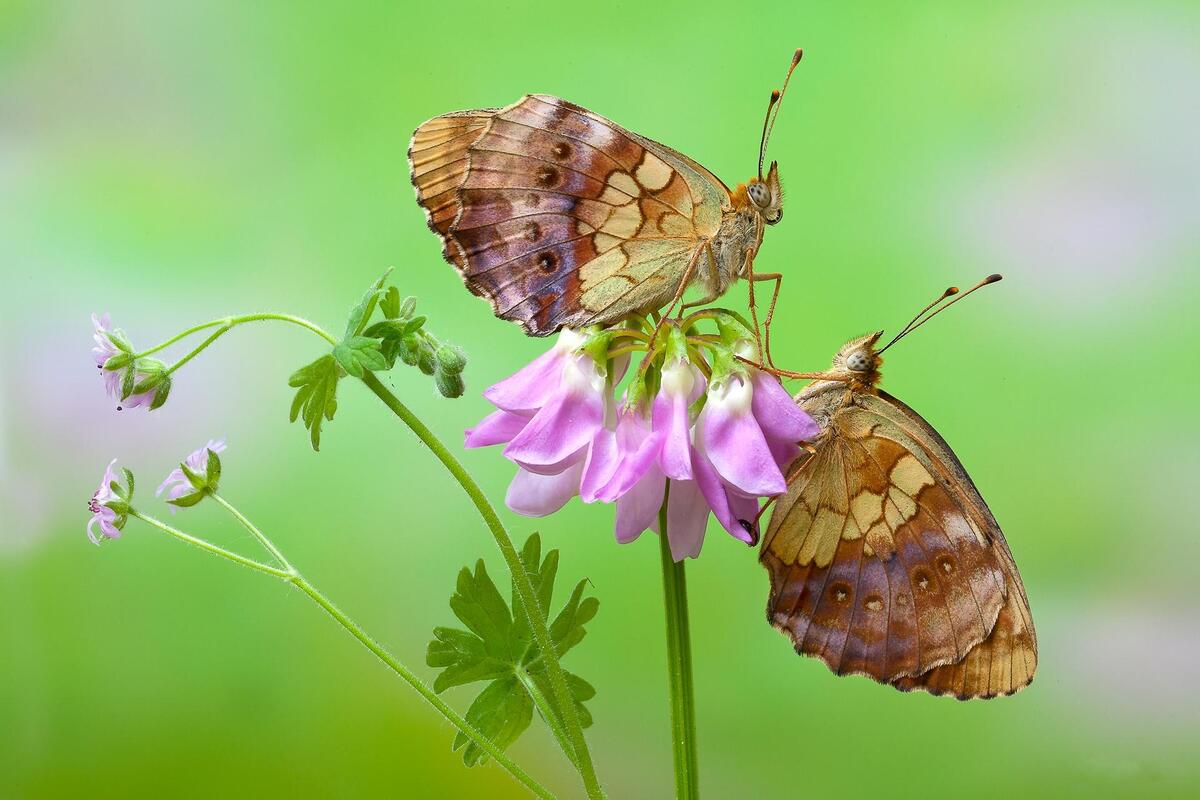 两只蝴蝶坐在一朵粉红色的花朵上。