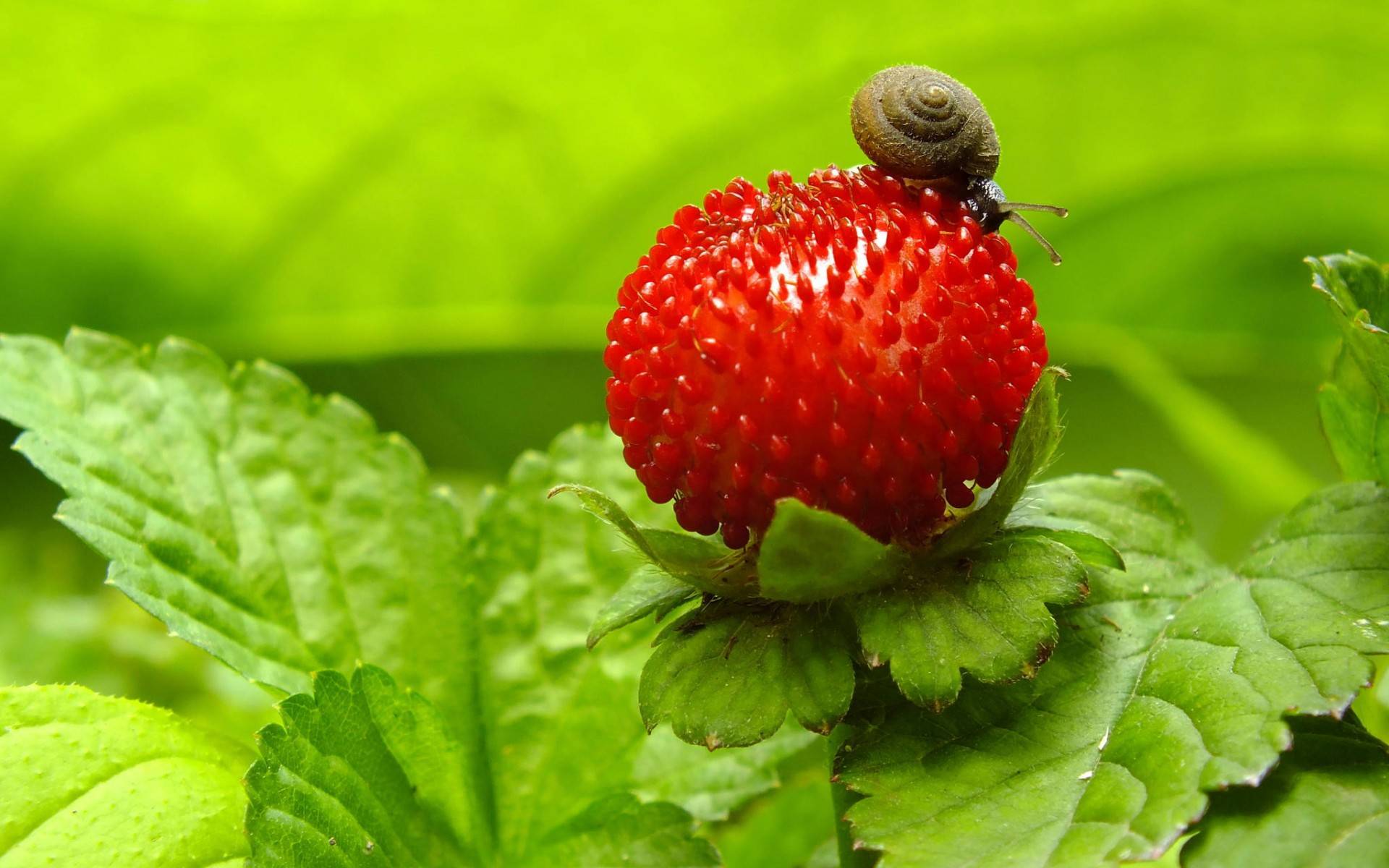 Wallpapers snail on a berry red berry snail on the desktop