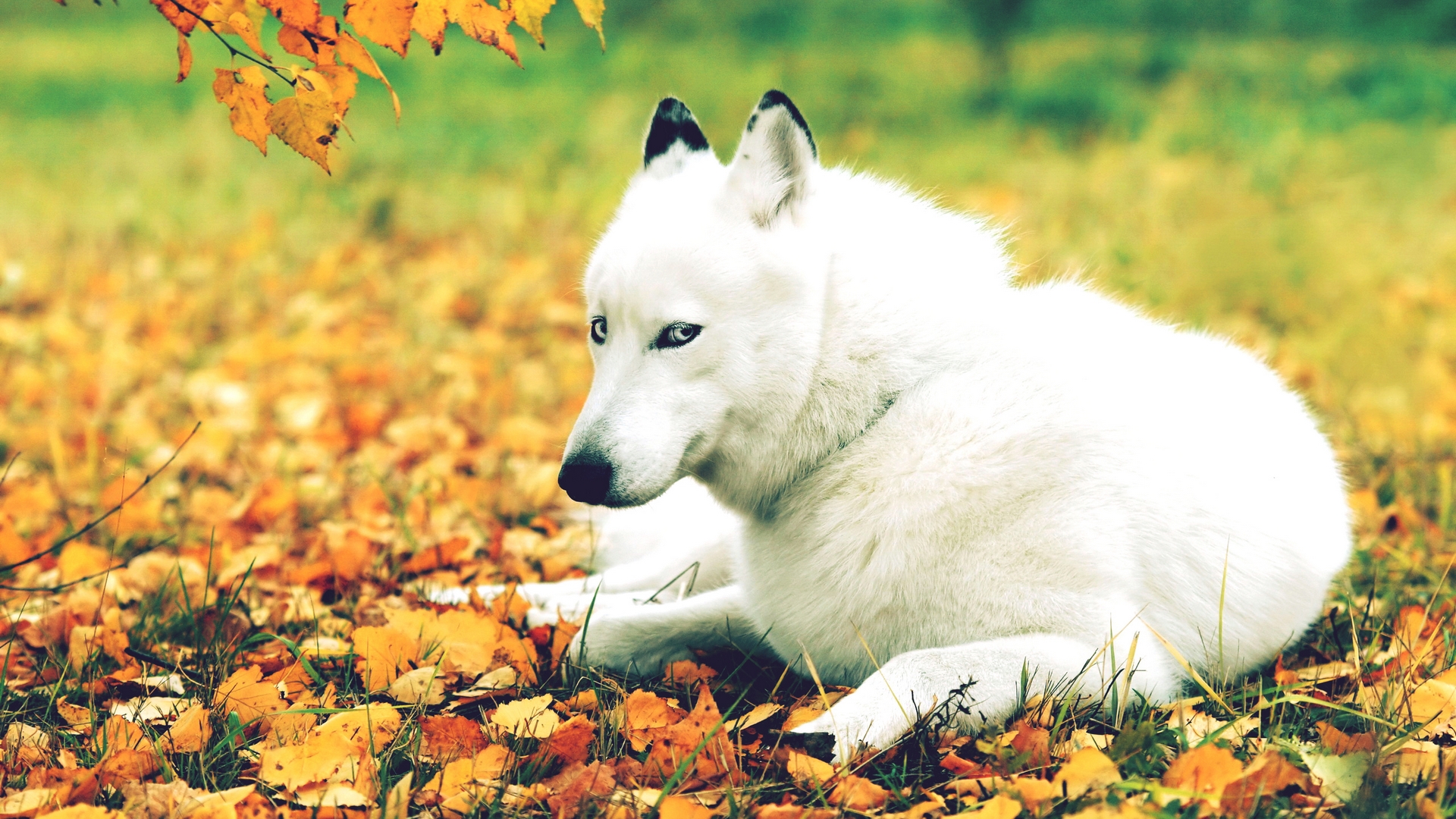Обои белый волк осень листопад на рабочий стол