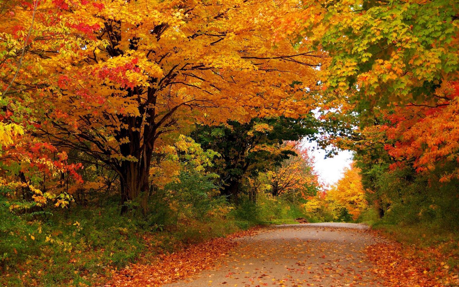 Wallpapers color landscapes autumn on the desktop