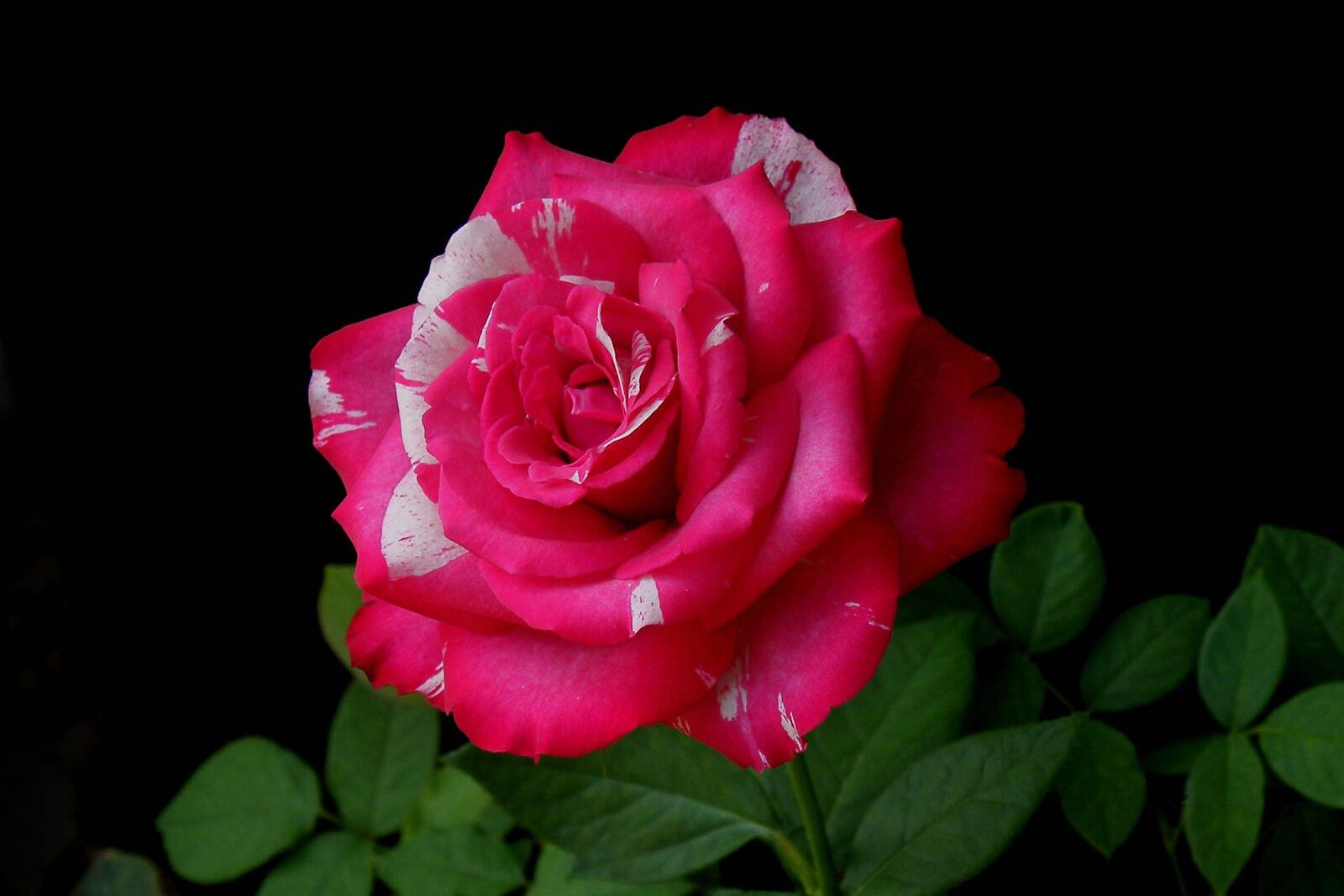 桌面上的壁纸玫瑰花束 孤芳 玫瑰