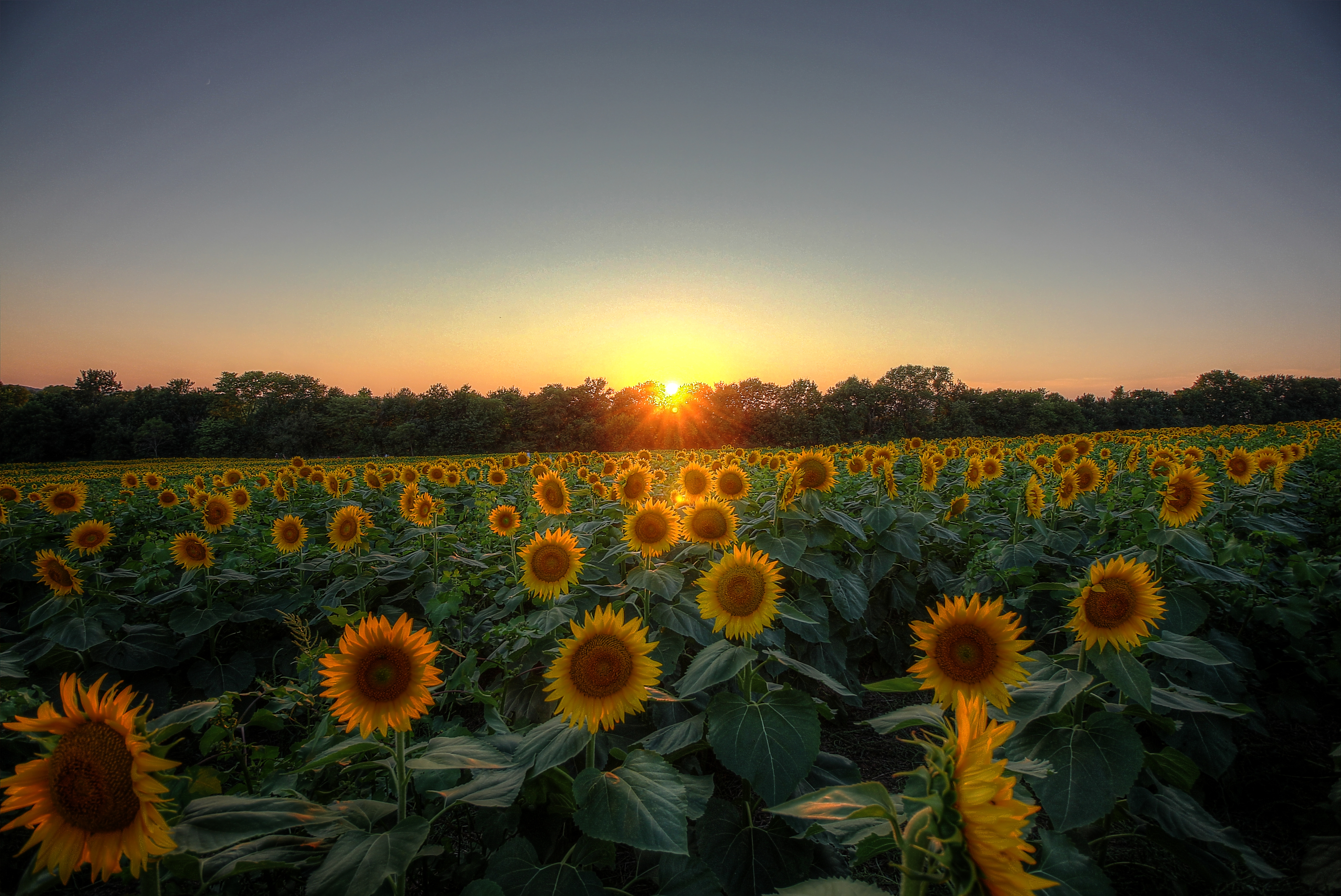 Wallpapers evening landscapes sunflowers on the desktop