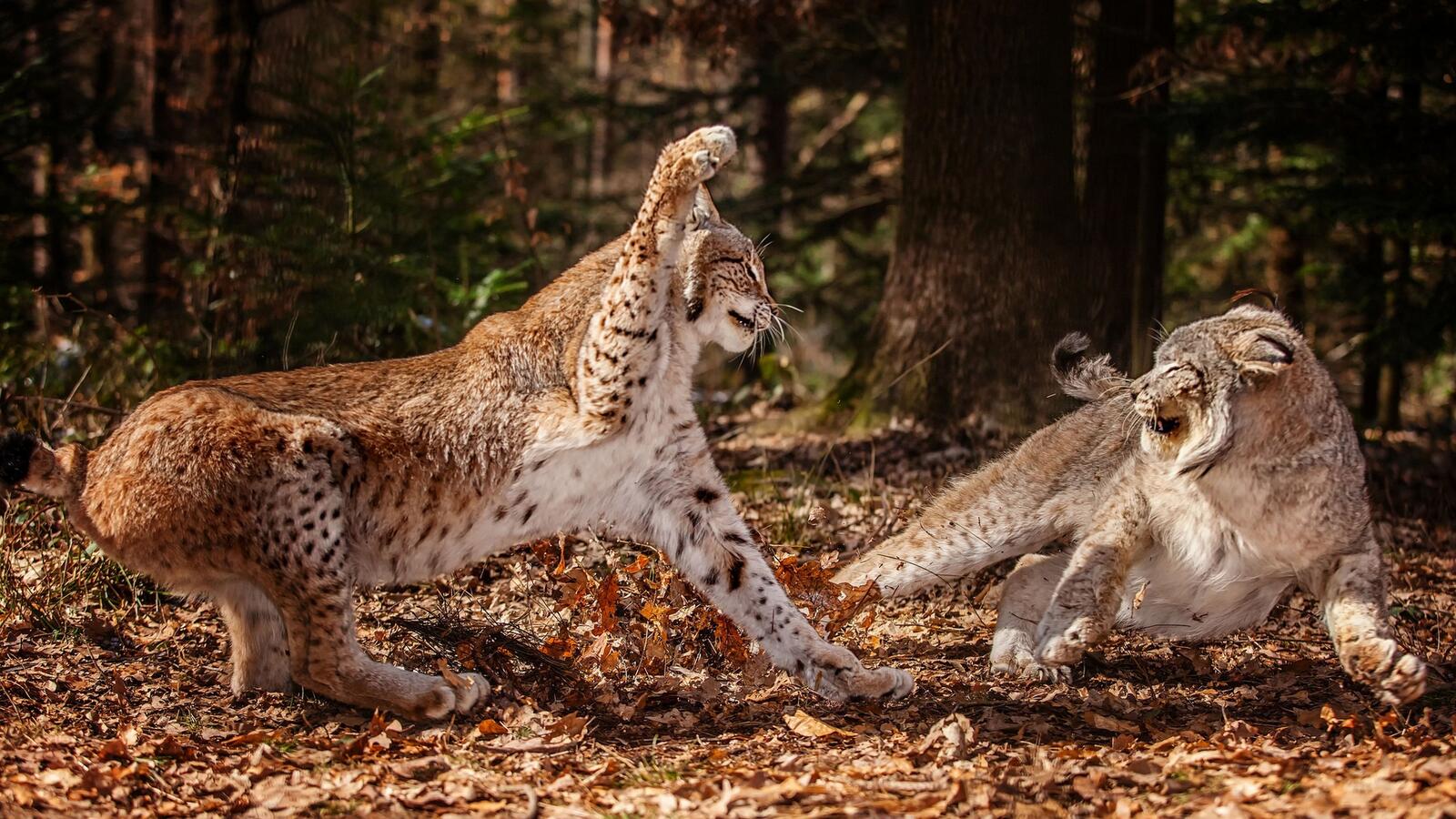 Wallpapers forest cats lynx on the desktop