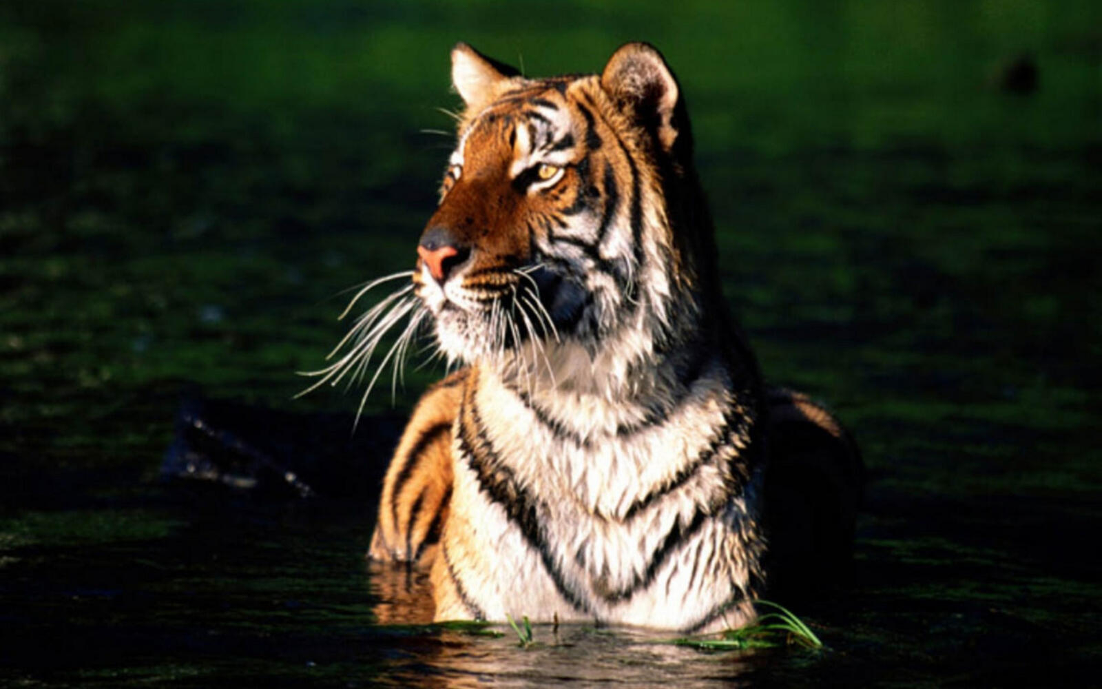 Wallpapers river tiger predator on the desktop