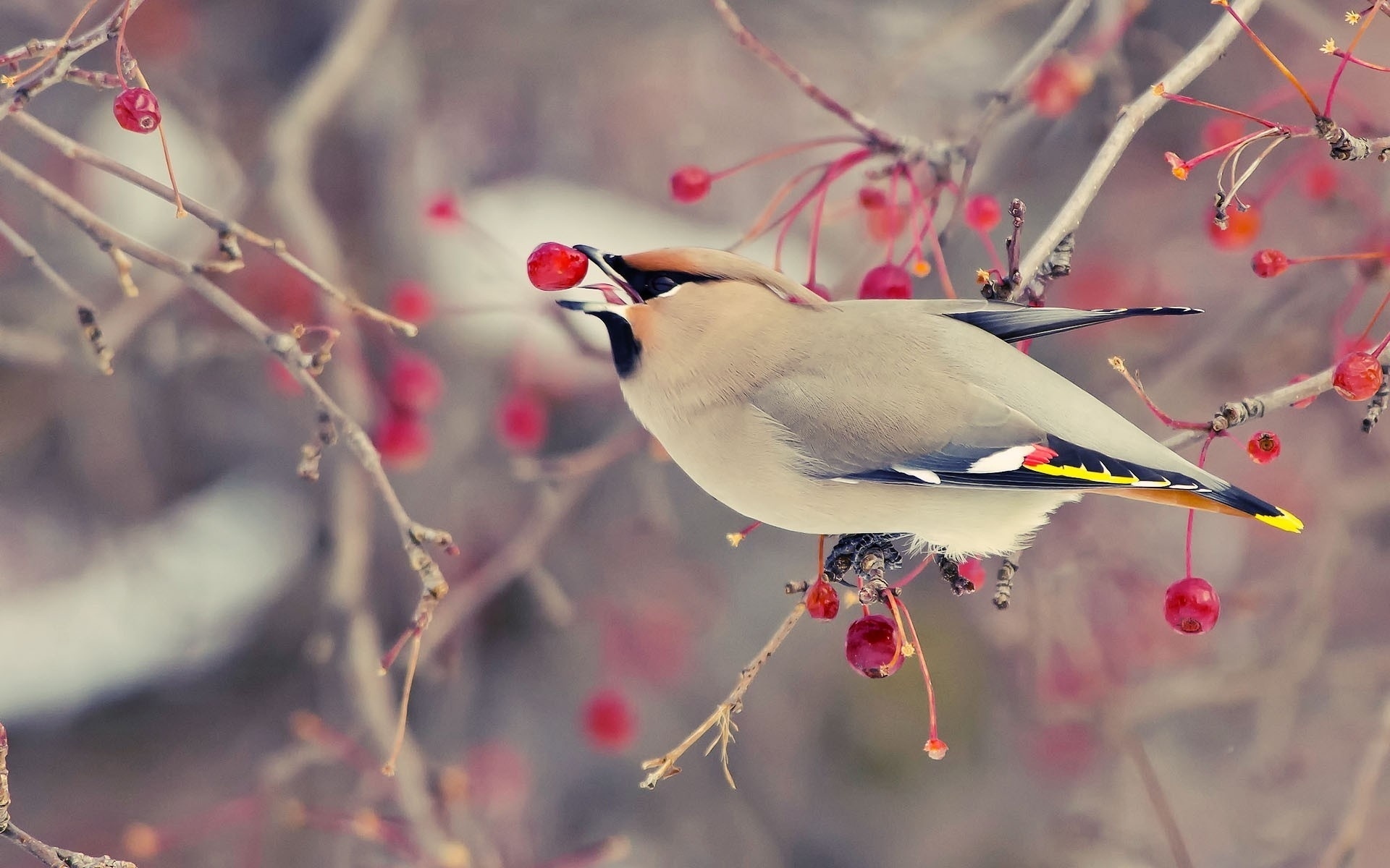 Wallpapers branches berry bird on the desktop