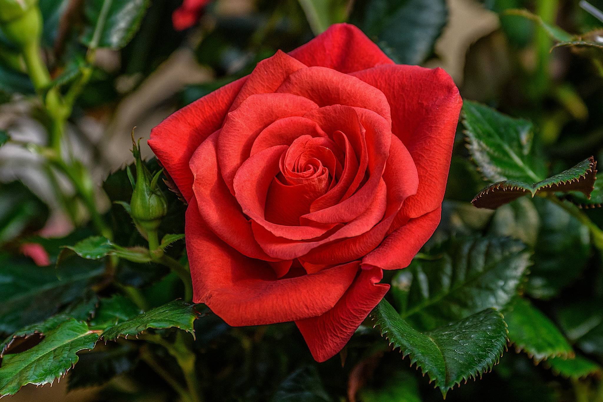 Фото бесплатно одинокий бутон, роза, цветок