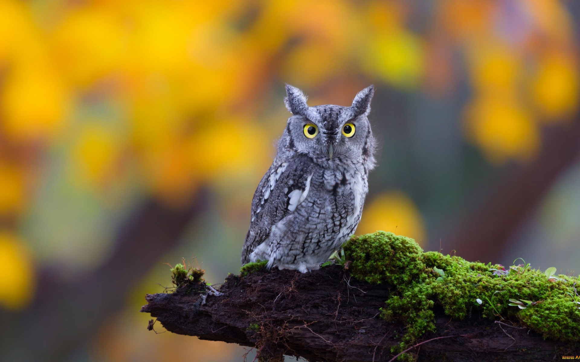 Wallpapers owl yellow eyes feathers on the desktop