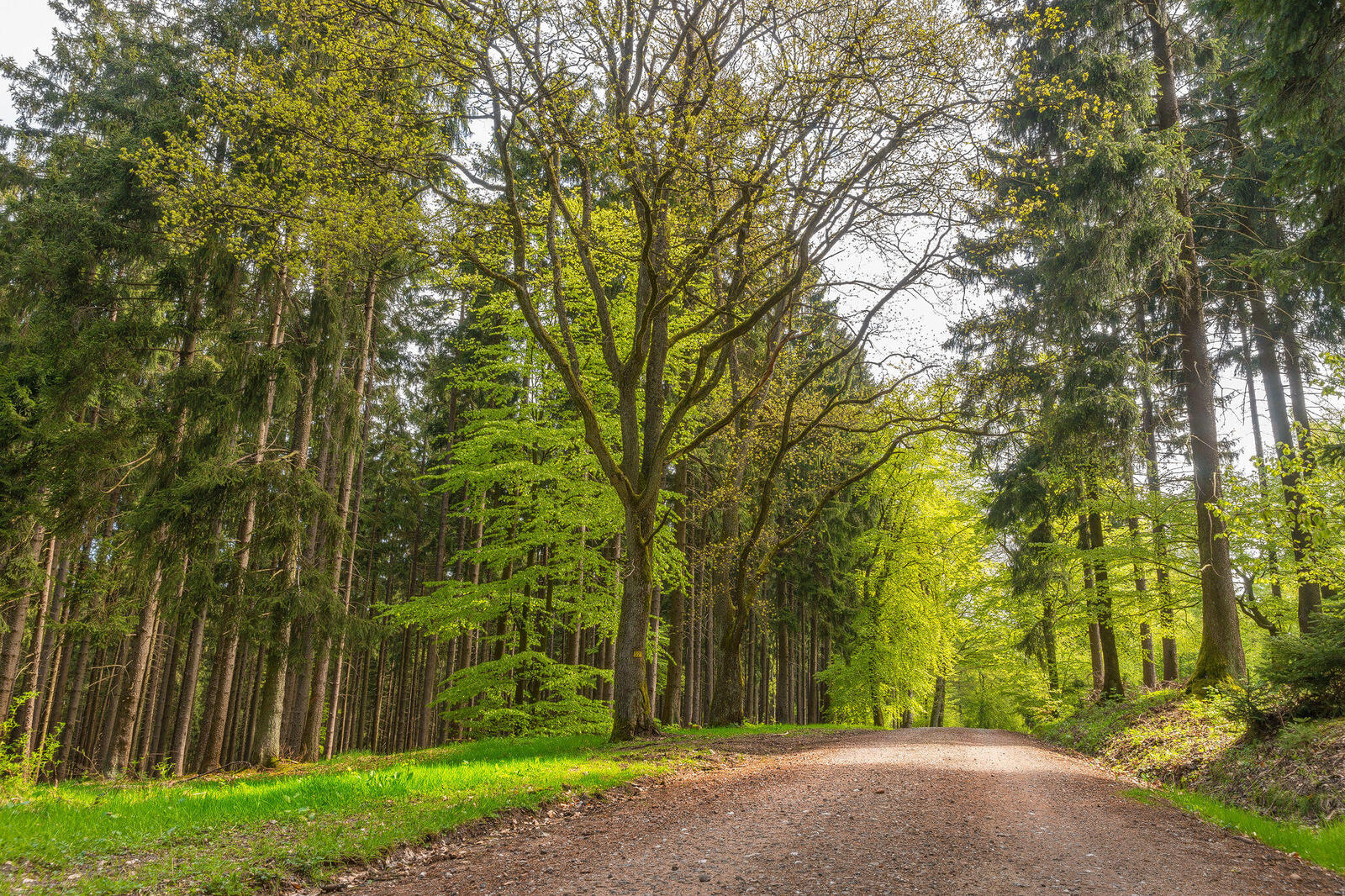 Wallpapers landscapes green leaves road through the forest on the desktop