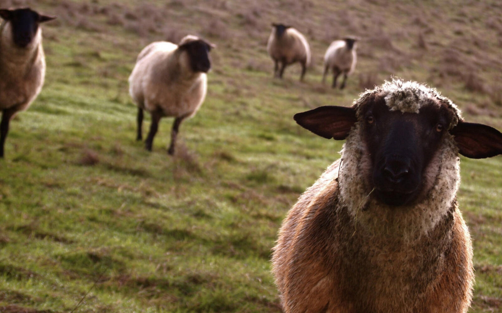 Wallpapers pasture lamb flock on the desktop