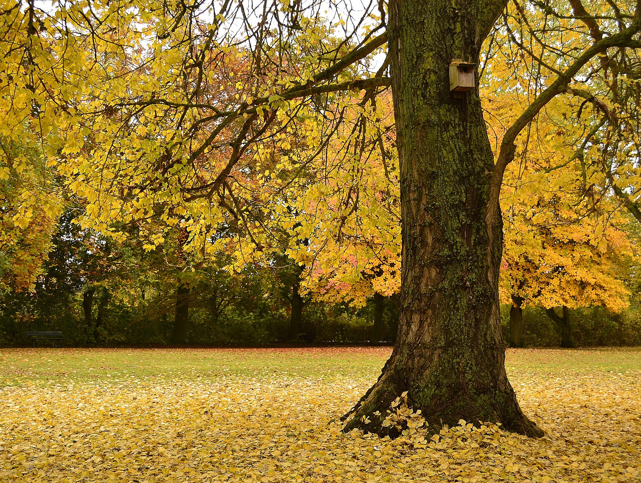 Wallpapers trees park yellow foliage on the desktop