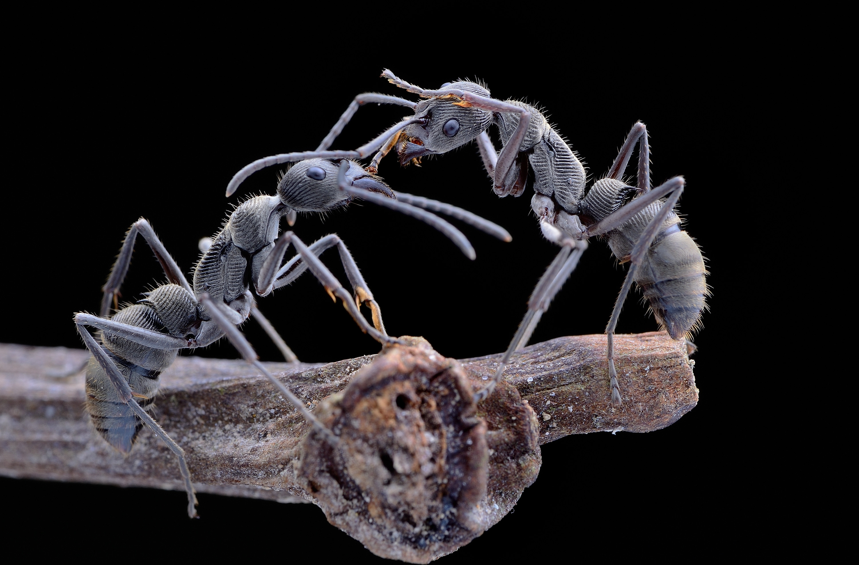 Обои насекомое муравьи хищные насекомые на рабочий стол