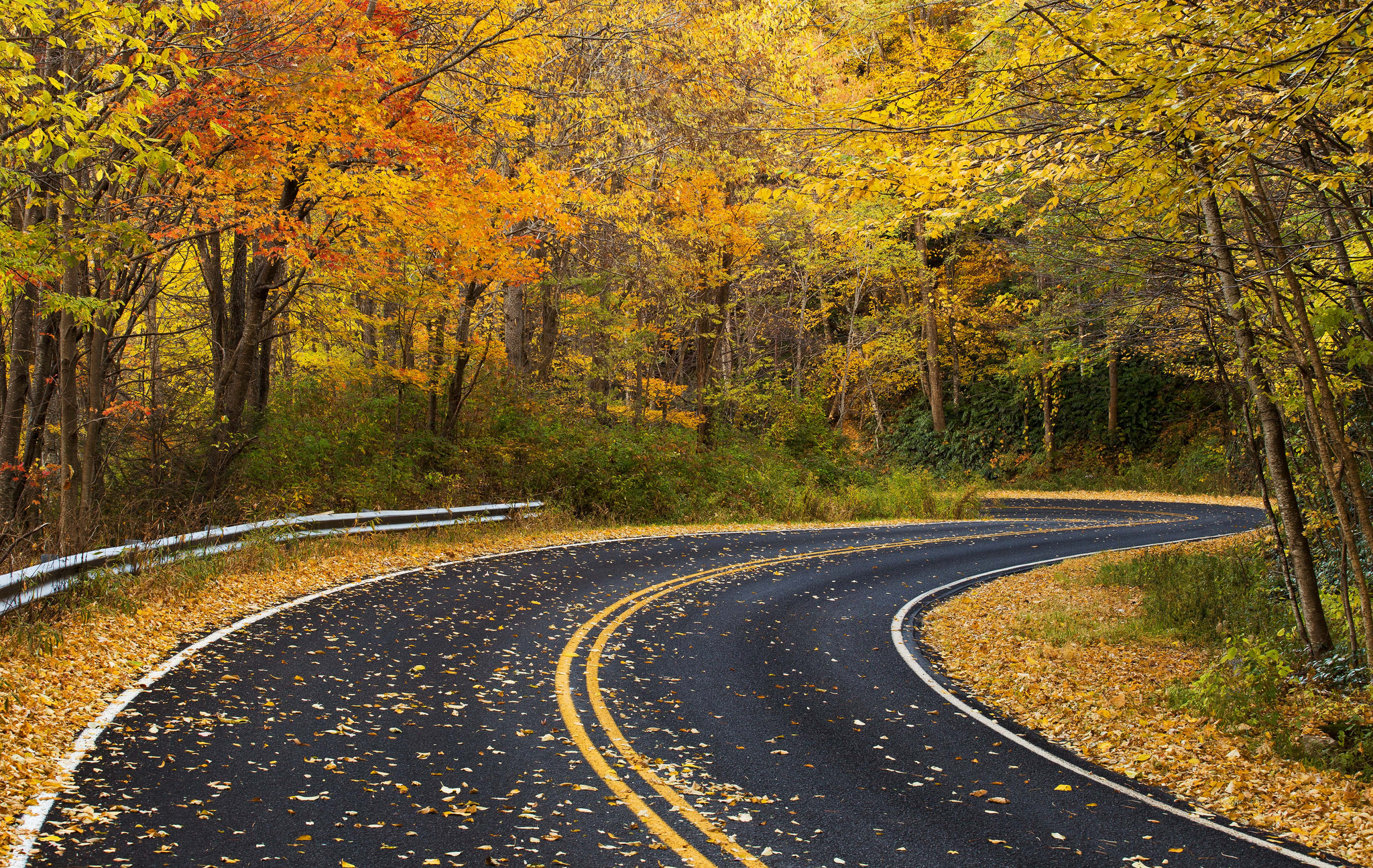 Photo free landscape, road through the forest, paved road