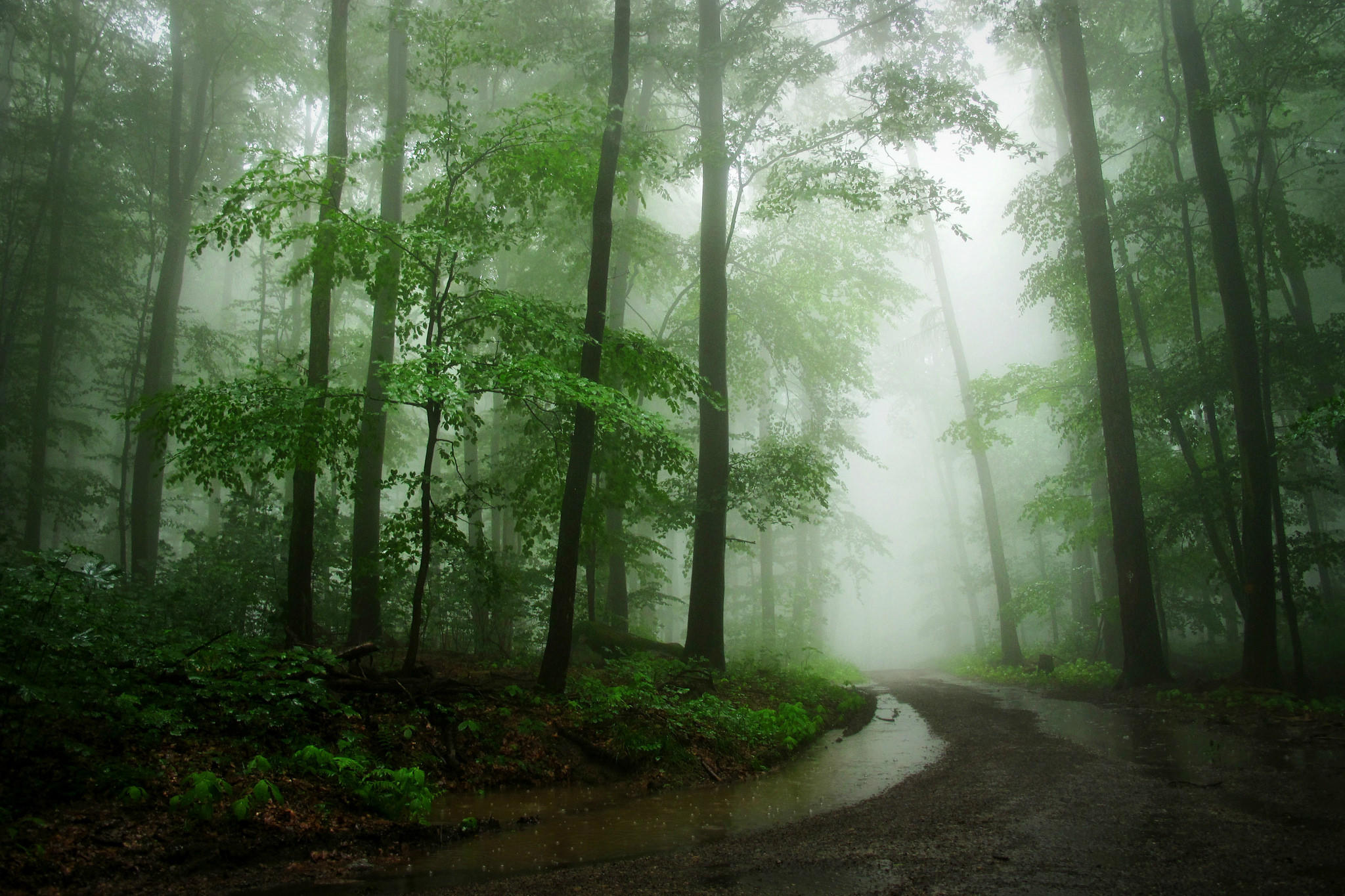 Photo free green leaves, road through the forest, landscape