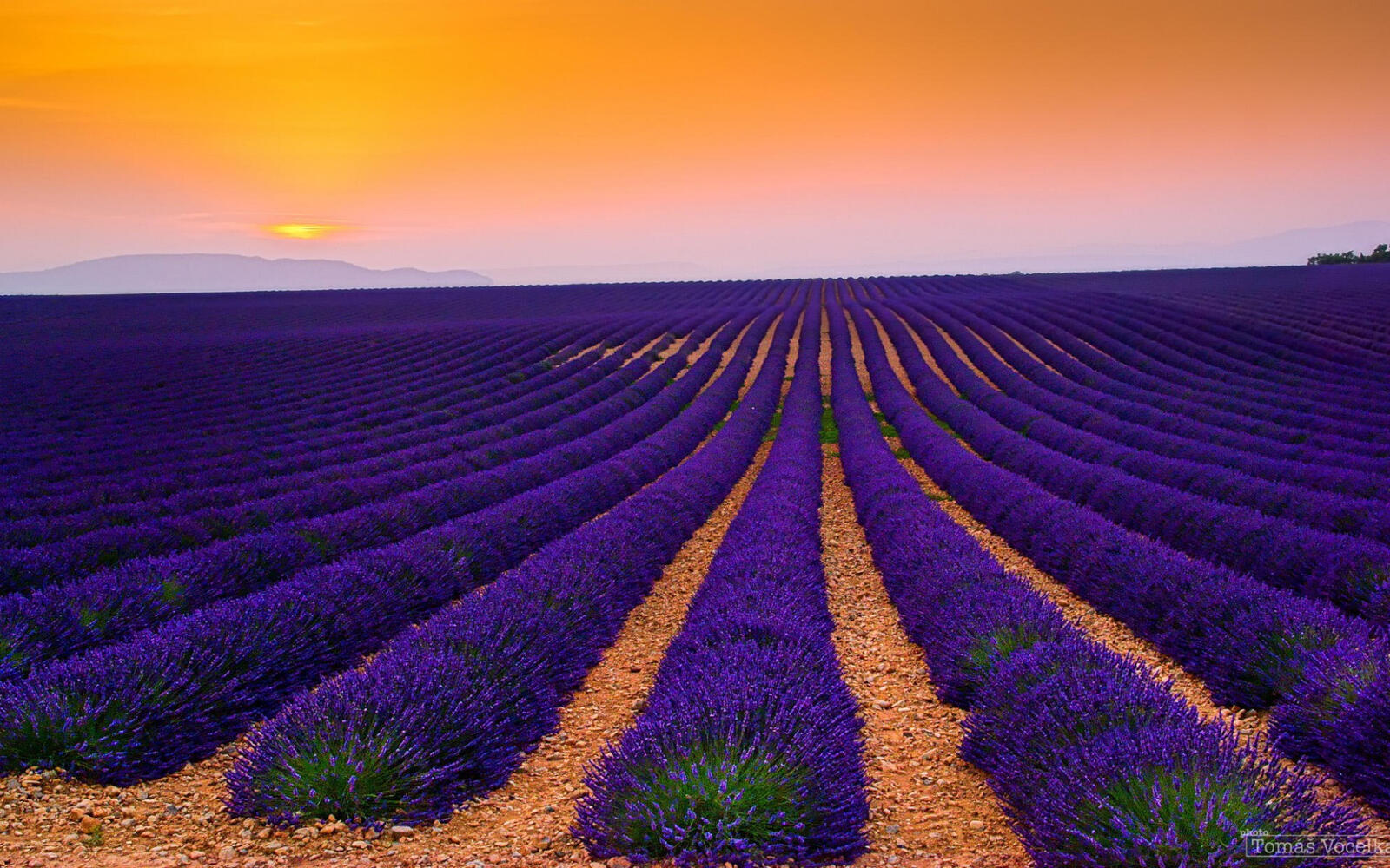 Wallpapers a field of lavender spaciousness horizon on the desktop