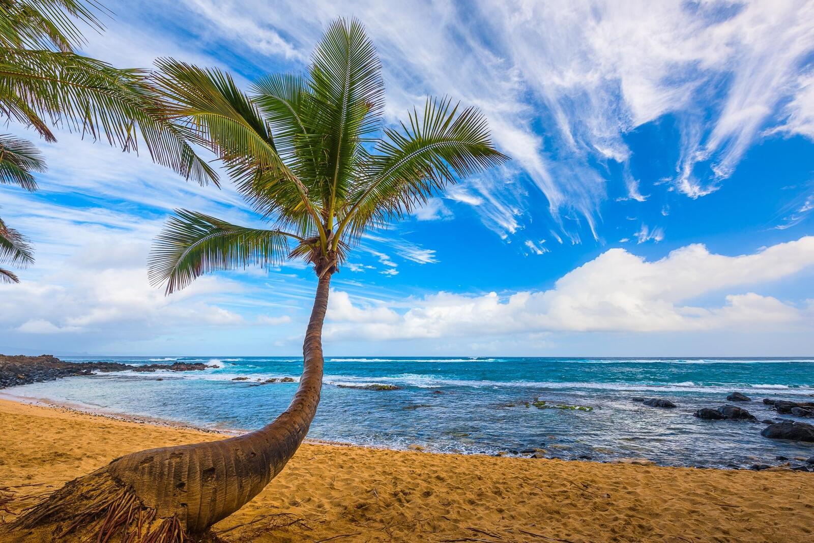 Обои пальма облака пляж на рабочий стол
