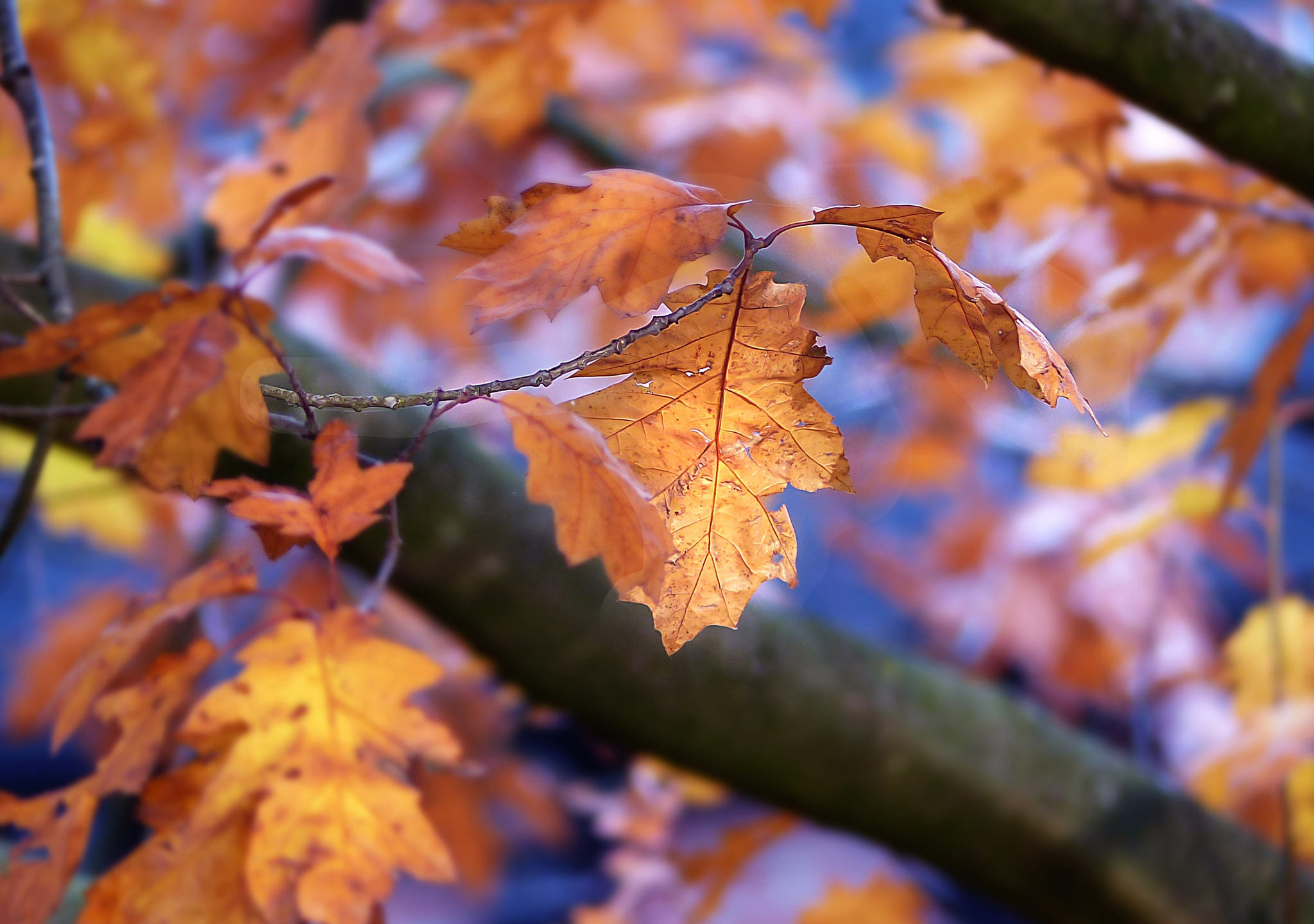 Фото бесплатно макро, дерево, листья