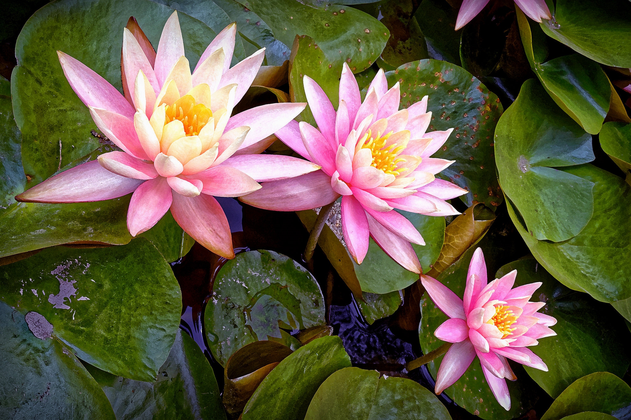 Wallpapers water lily pink flowers three flowers on the desktop