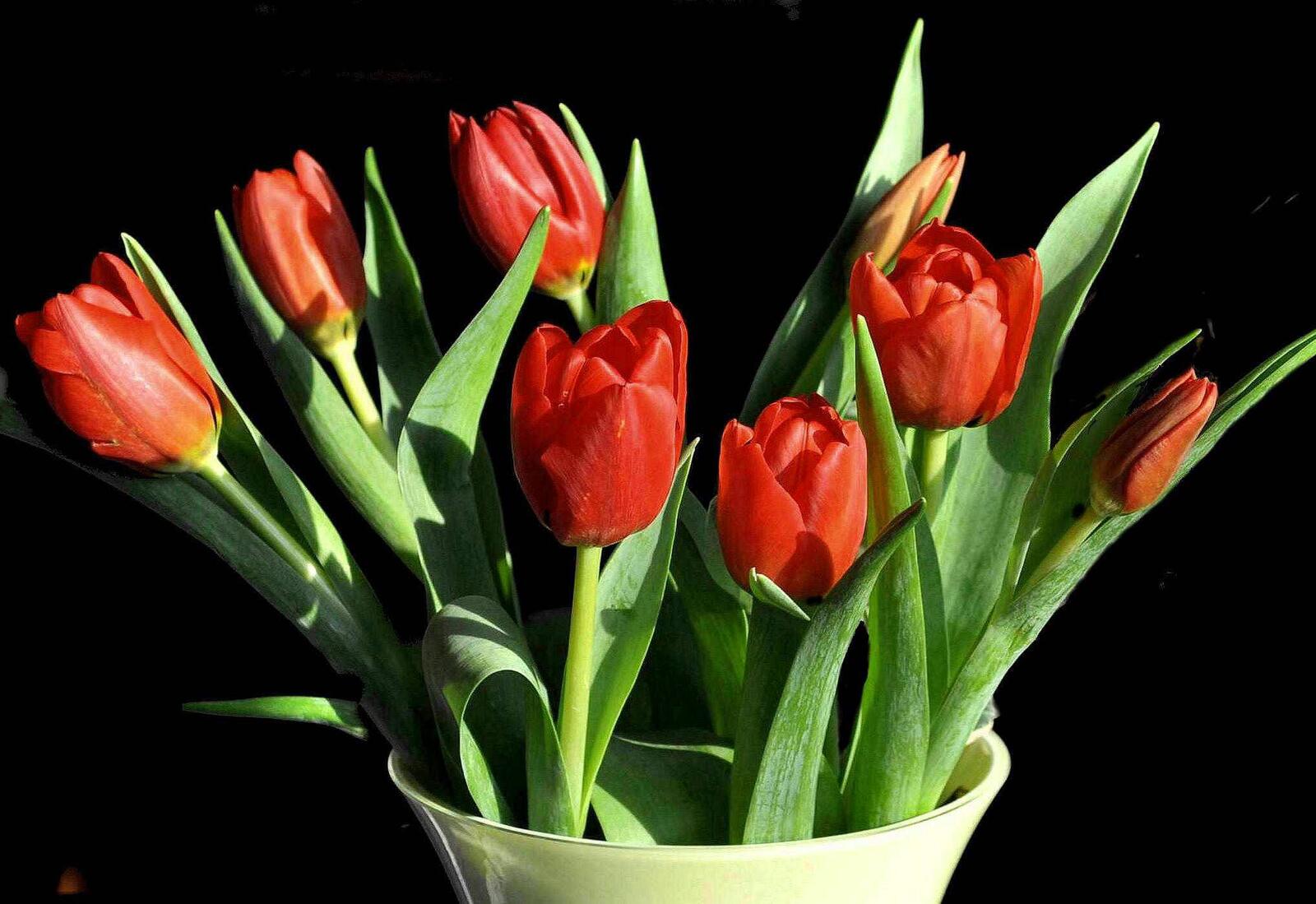 Обои цветы тюльпаны чёрный фон на рабочий стол