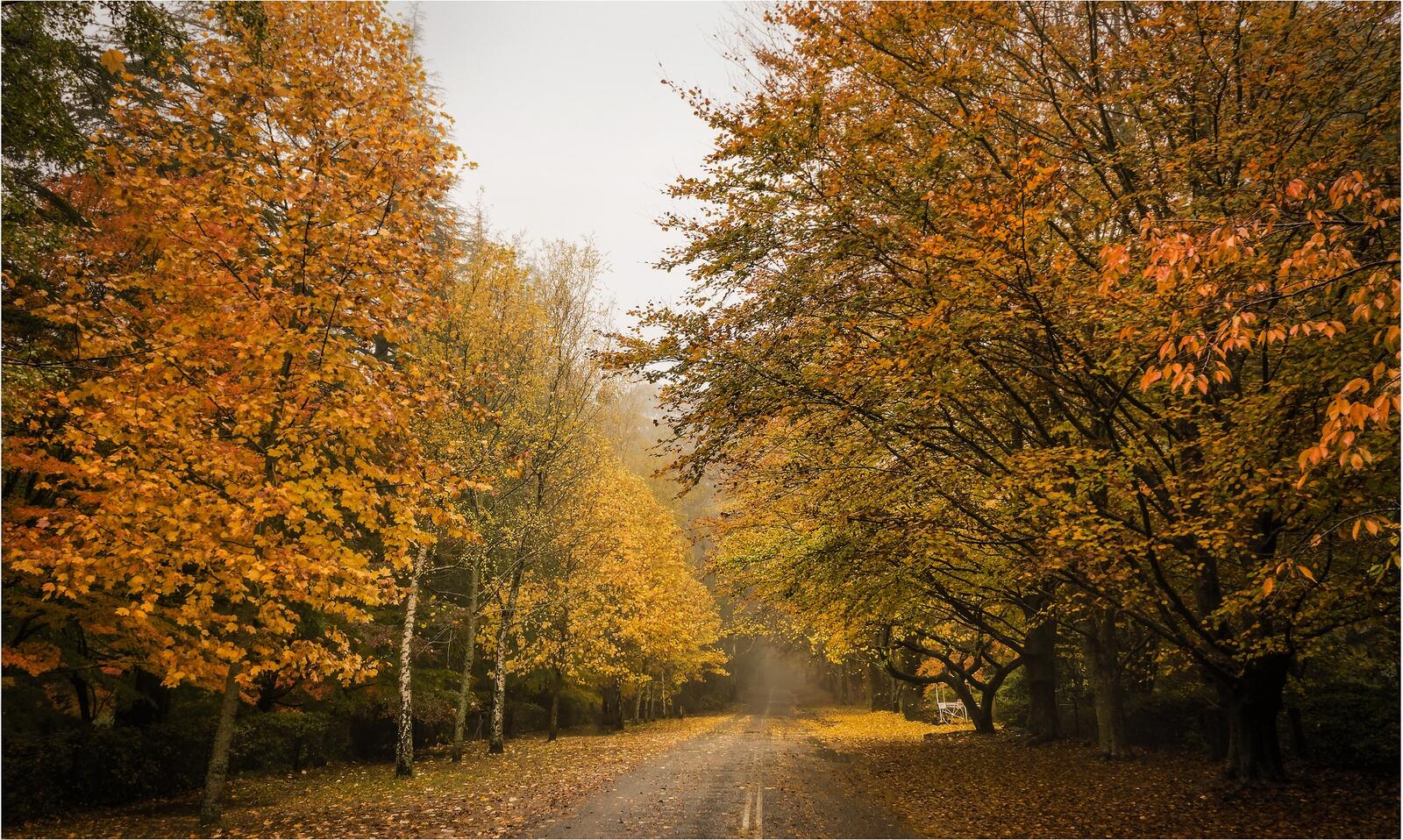 Обои дорога по лесу пейзажи желтые листья на рабочий стол