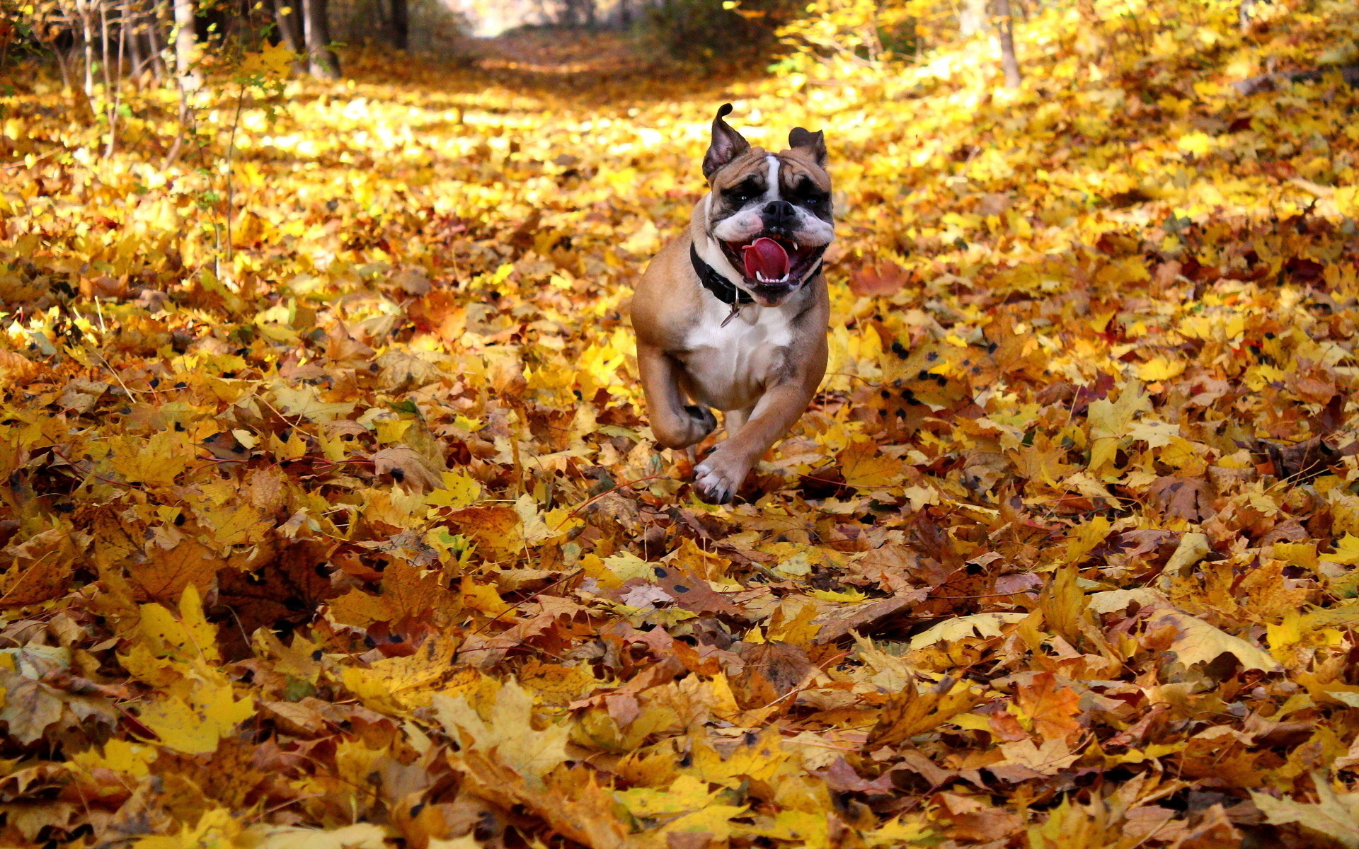 Фото бесплатно пес, бежит, морда