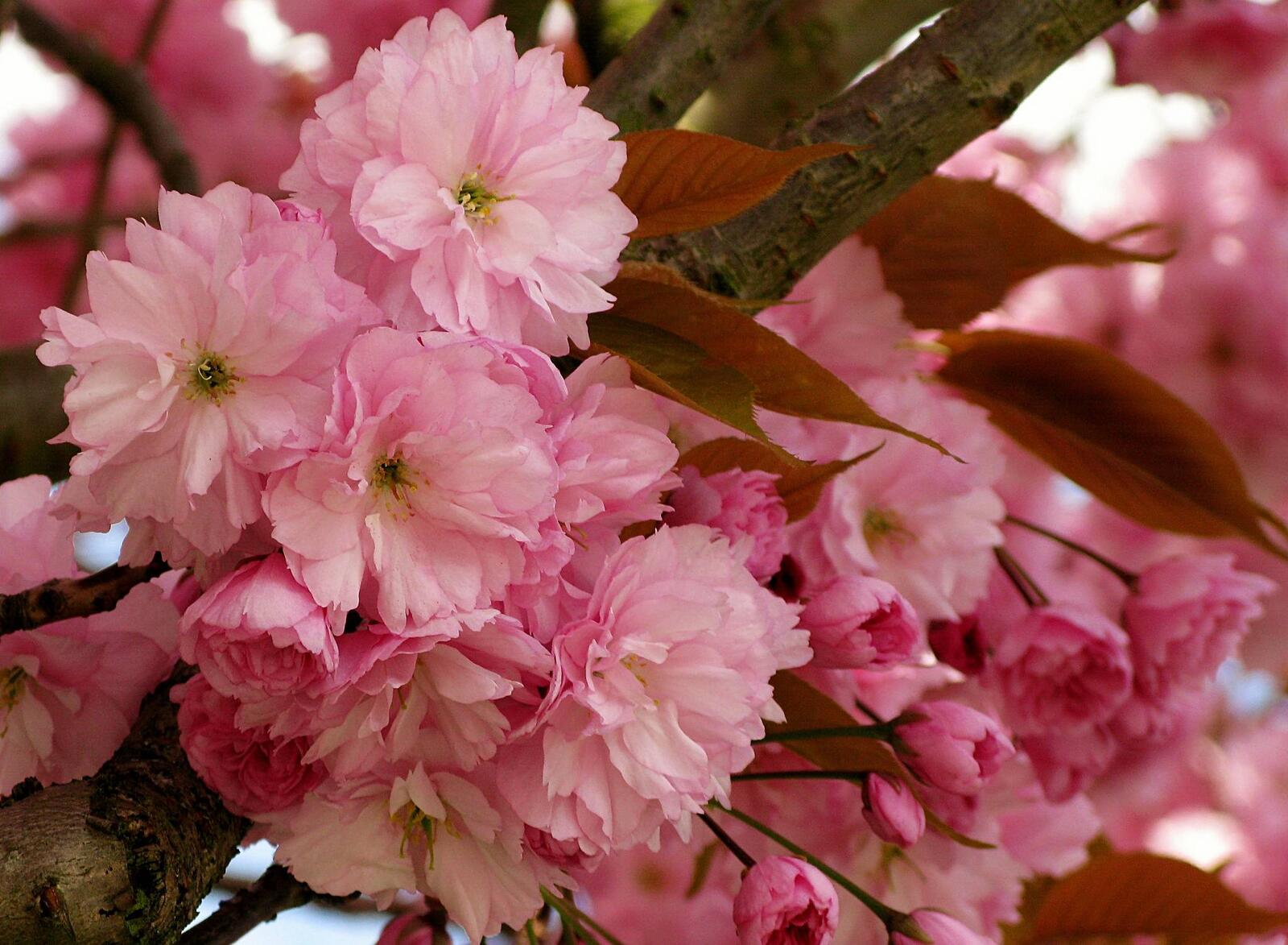 Обои весна цветение розовые цветы на рабочий стол