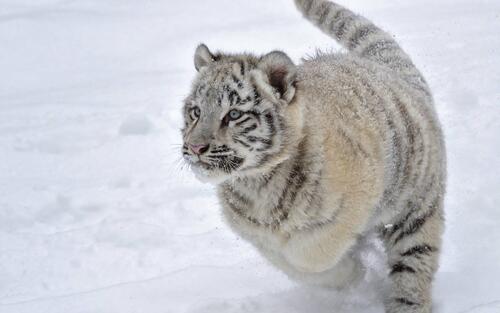 Фото на заставку белый тигр, тигренок