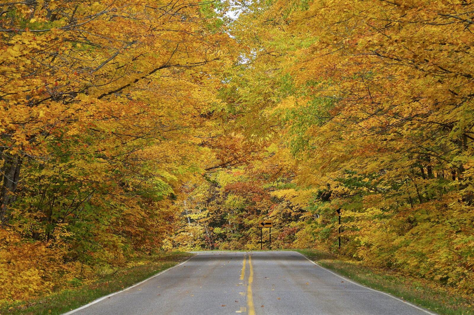 Обои пейзаж асфальтированная дорога осенние листья на рабочий стол