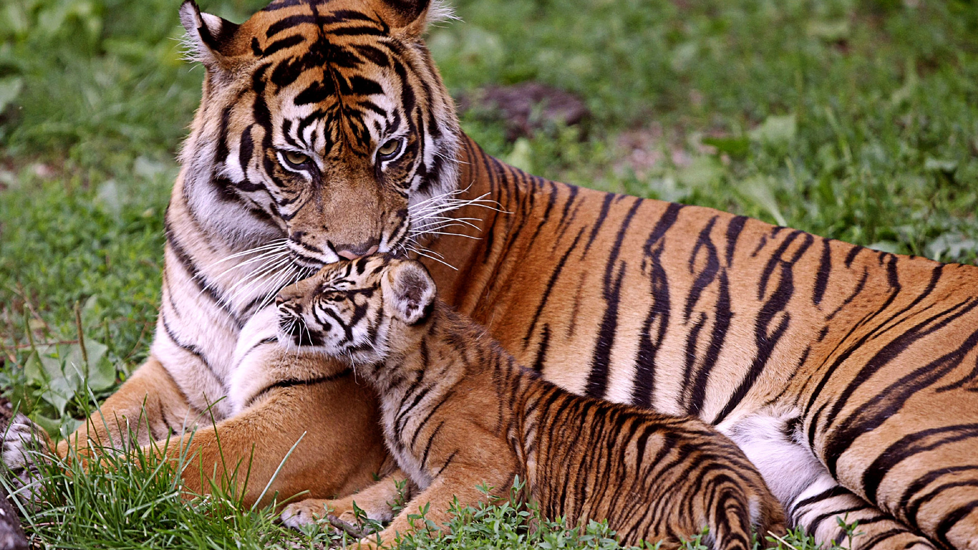 Wallpapers tigress mother tiger cub on the desktop