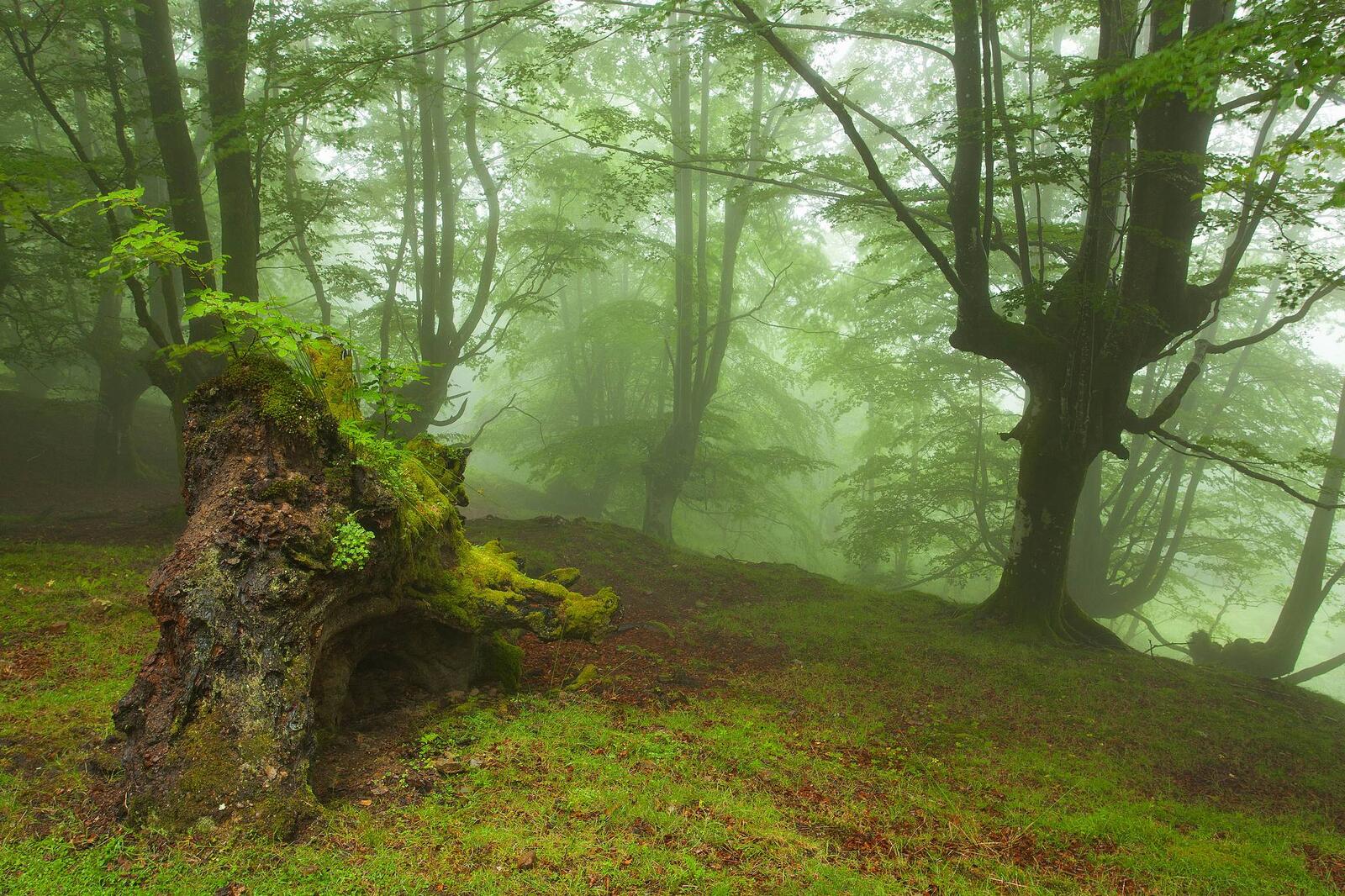 Wallpapers nature bad visibility forest on the desktop