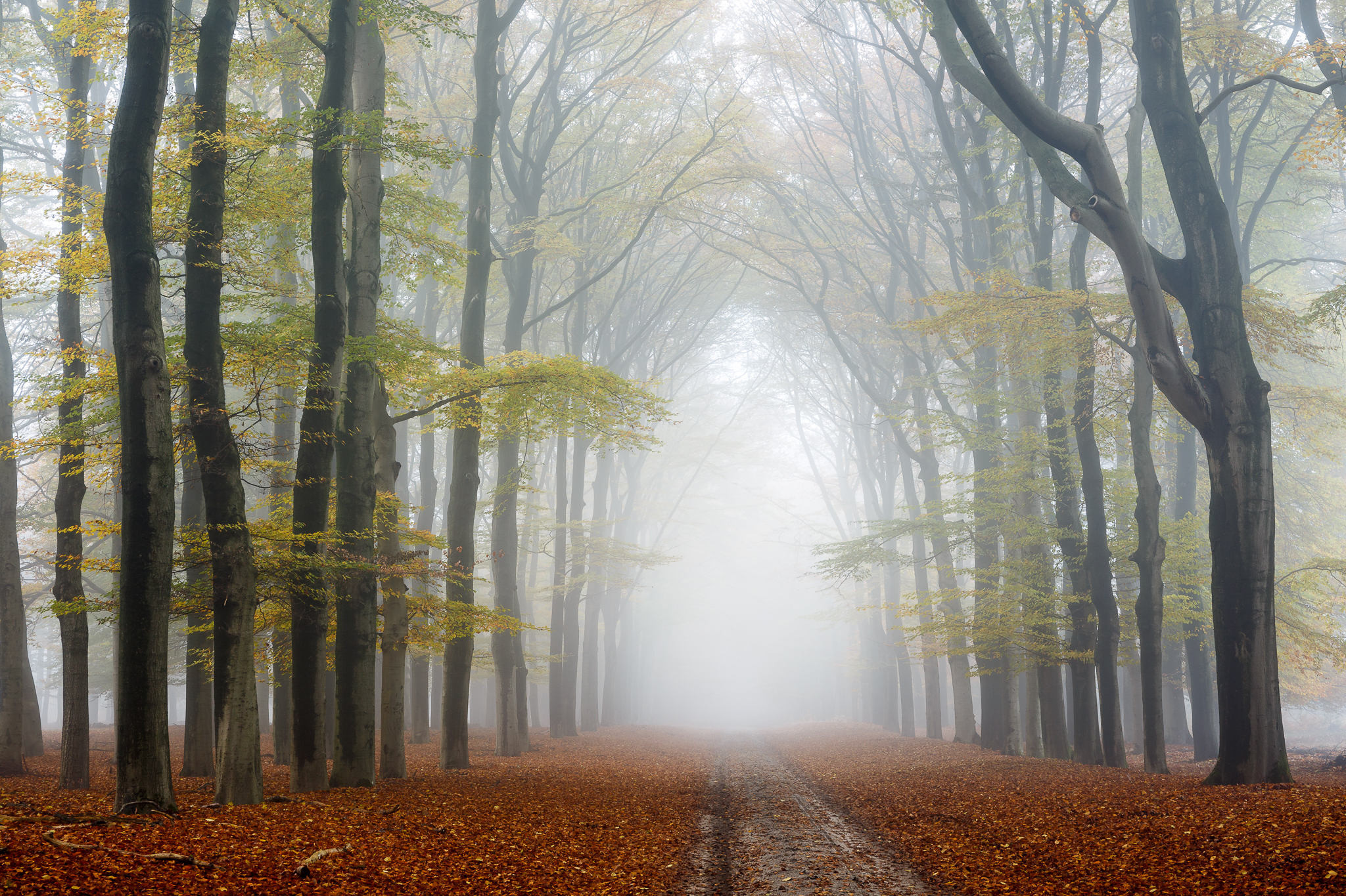 Wallpapers fallen leaves fog in the forest road on the desktop