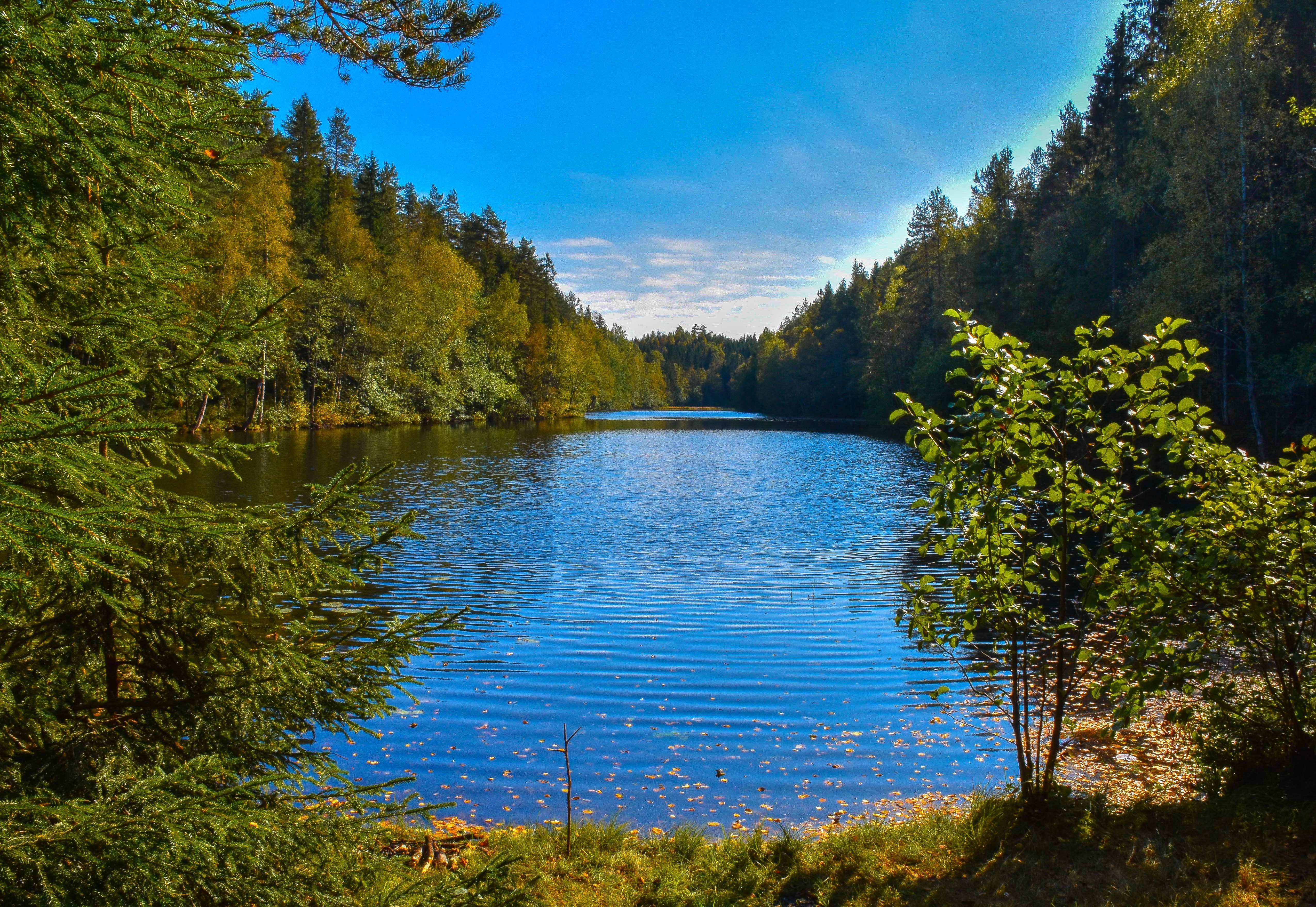 Картинки рек и озер. Лесное озеро ВЕРХНЕРУСКОЕ. Хадыженское Лесное озеро. Лесное озеро (Forest Lake). Лесное озеро Адыгея.