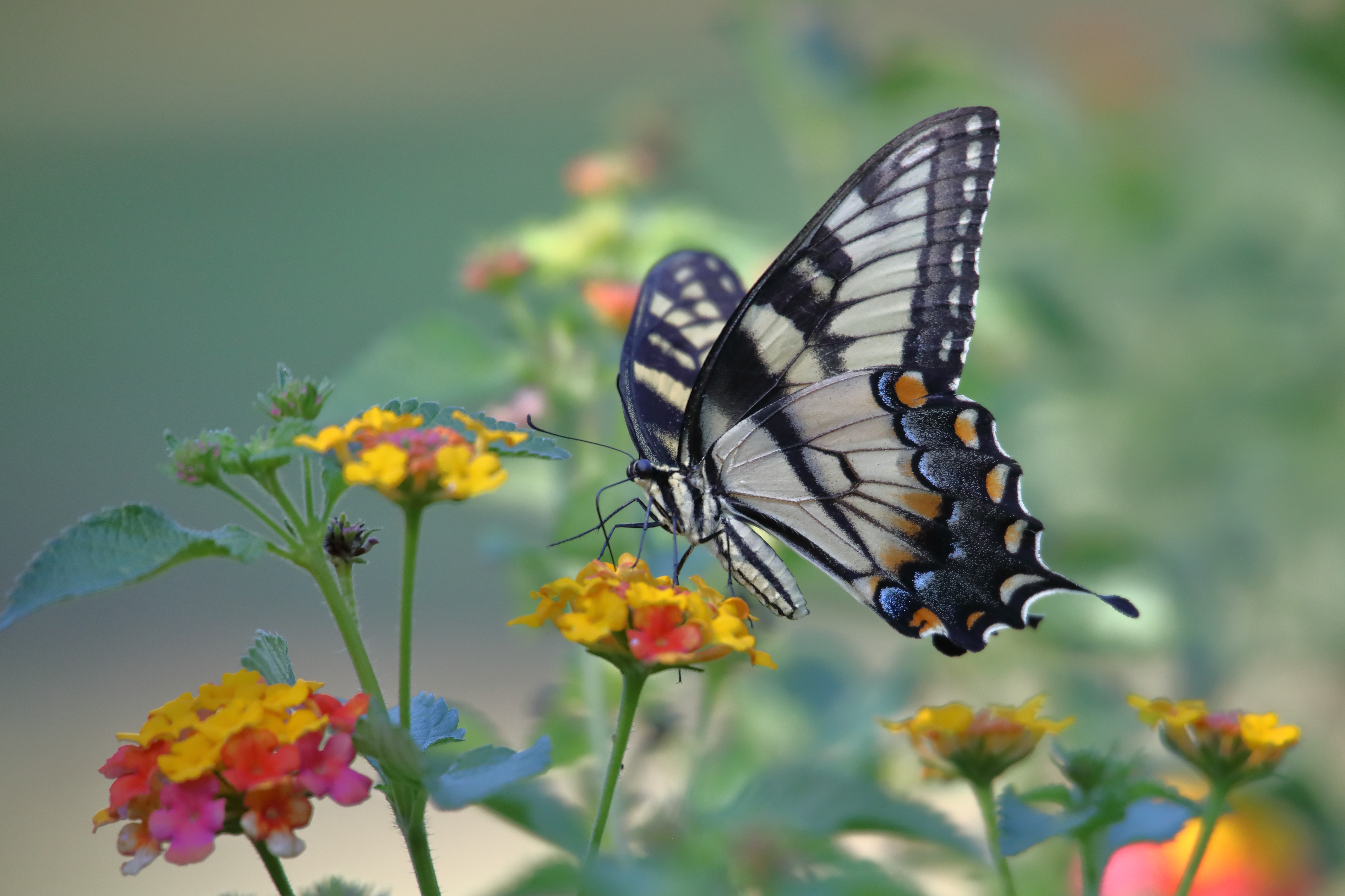 Wallpapers flora insects summer on the desktop