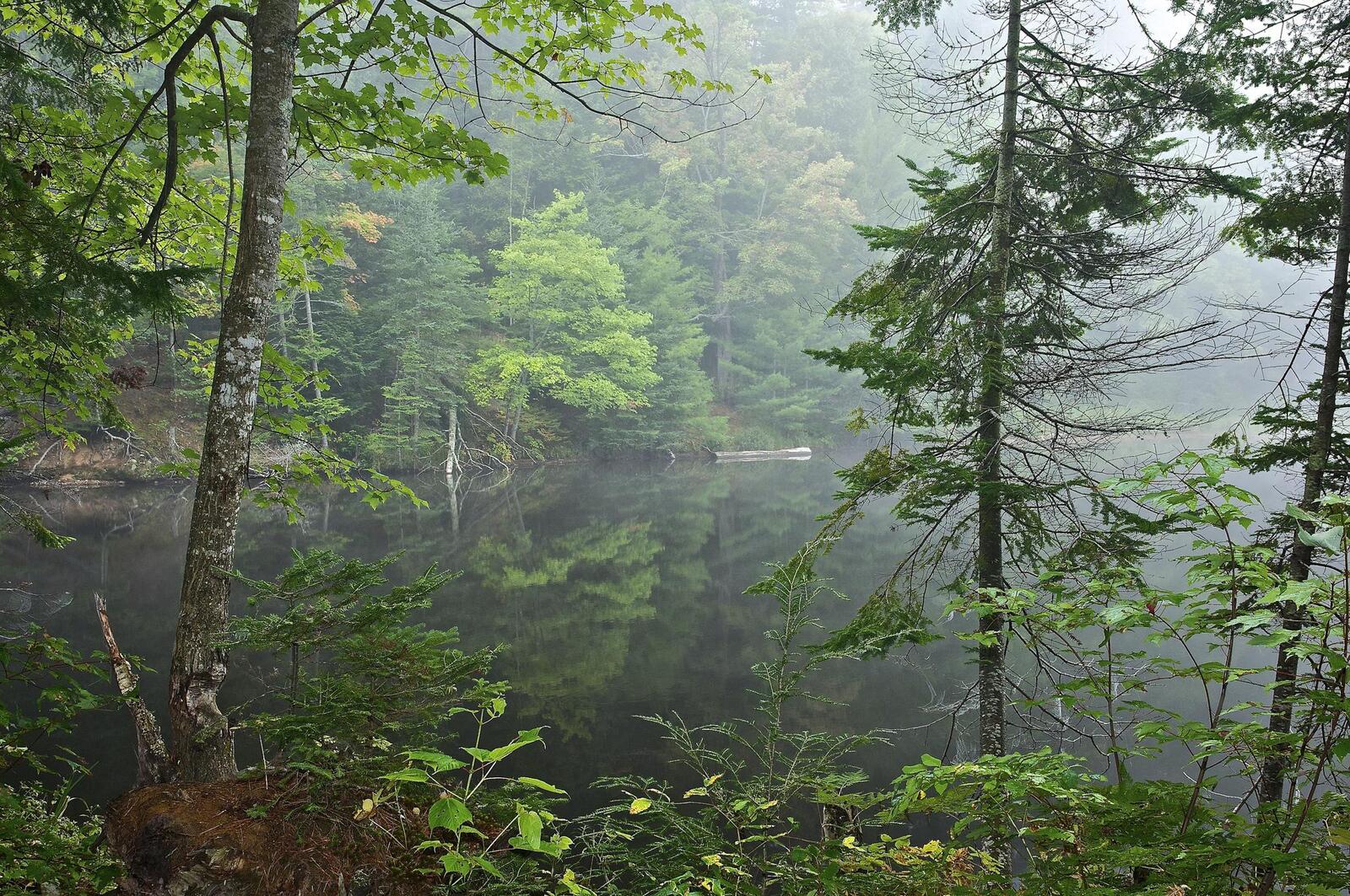 Бесплатное фото Красивые картинки лес, озеро