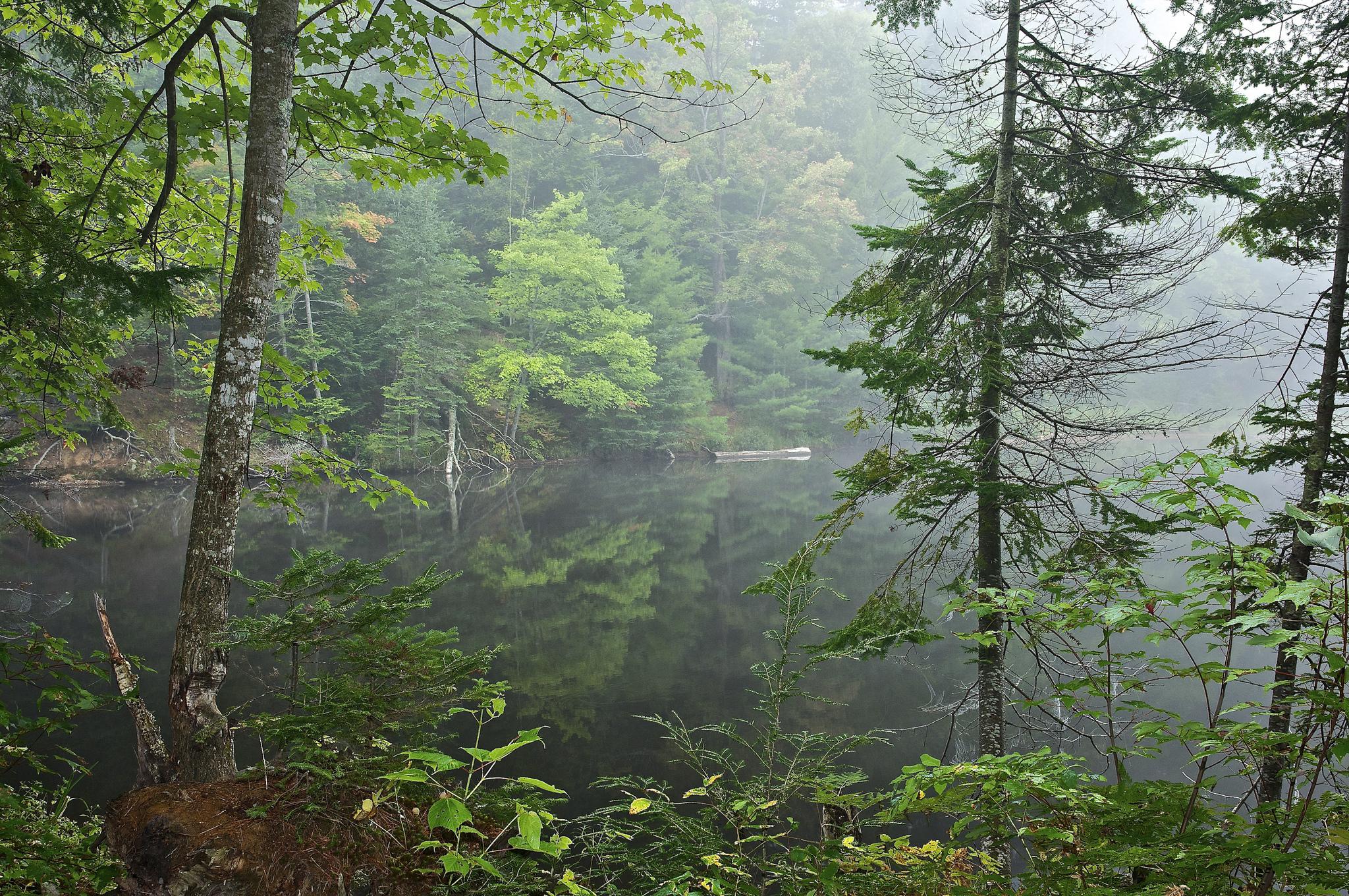 Бесплатное фото Красивые картинки лес, озеро
