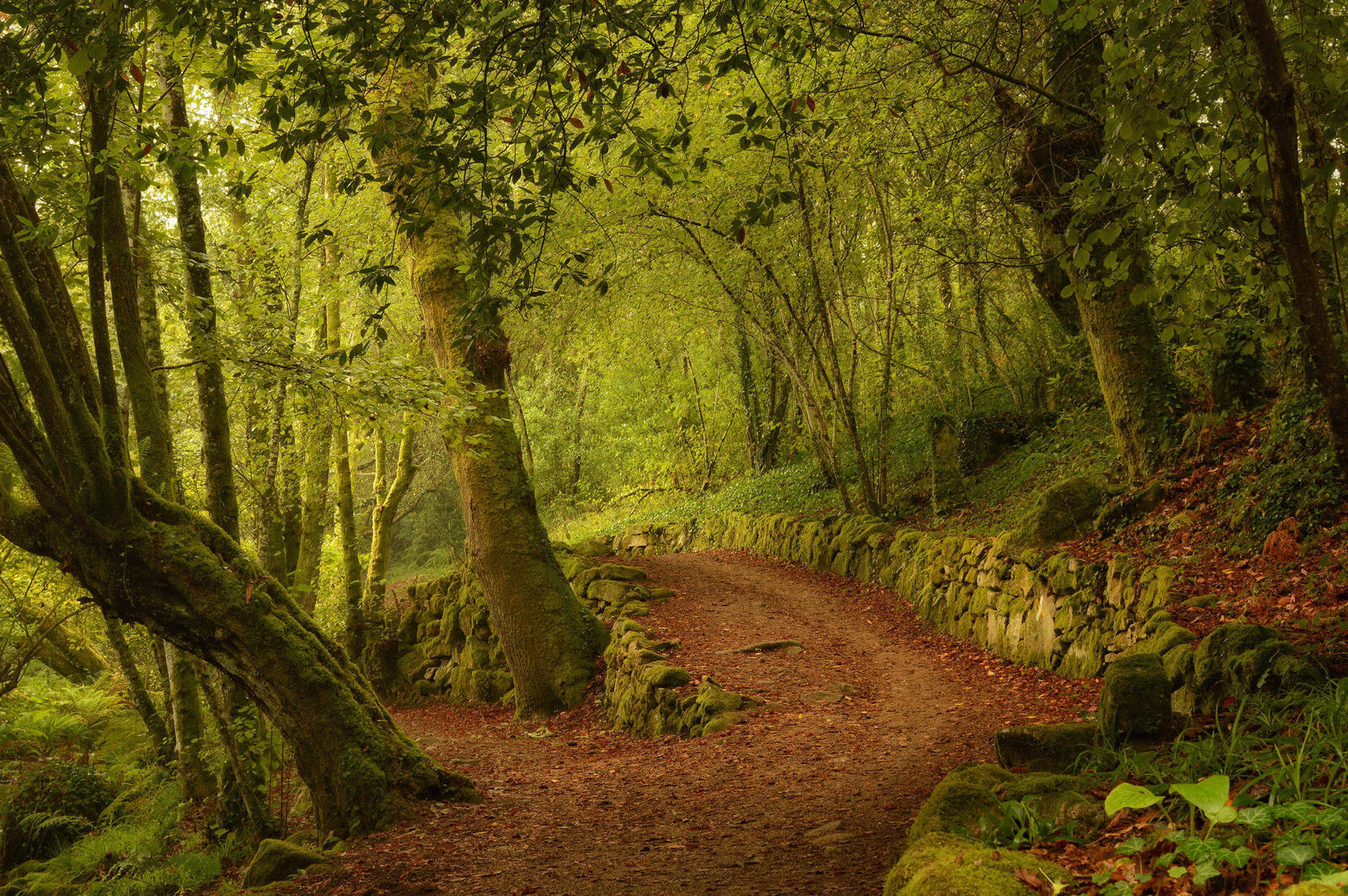 Wallpapers trees Galicia Spain on the desktop