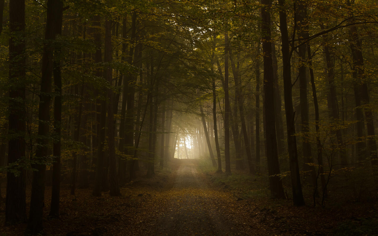 Wallpapers dark forest path sun rays on the desktop